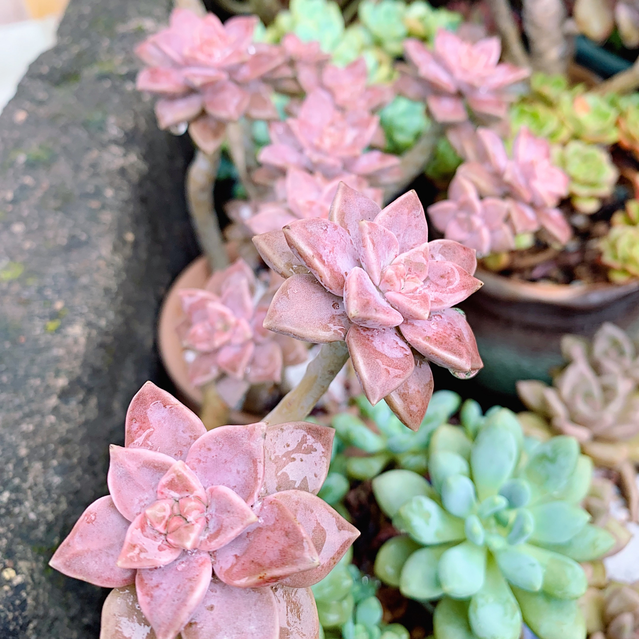 阿伦培颜色越来越紫了,夏天紫色多肉真是亮眼[打call]