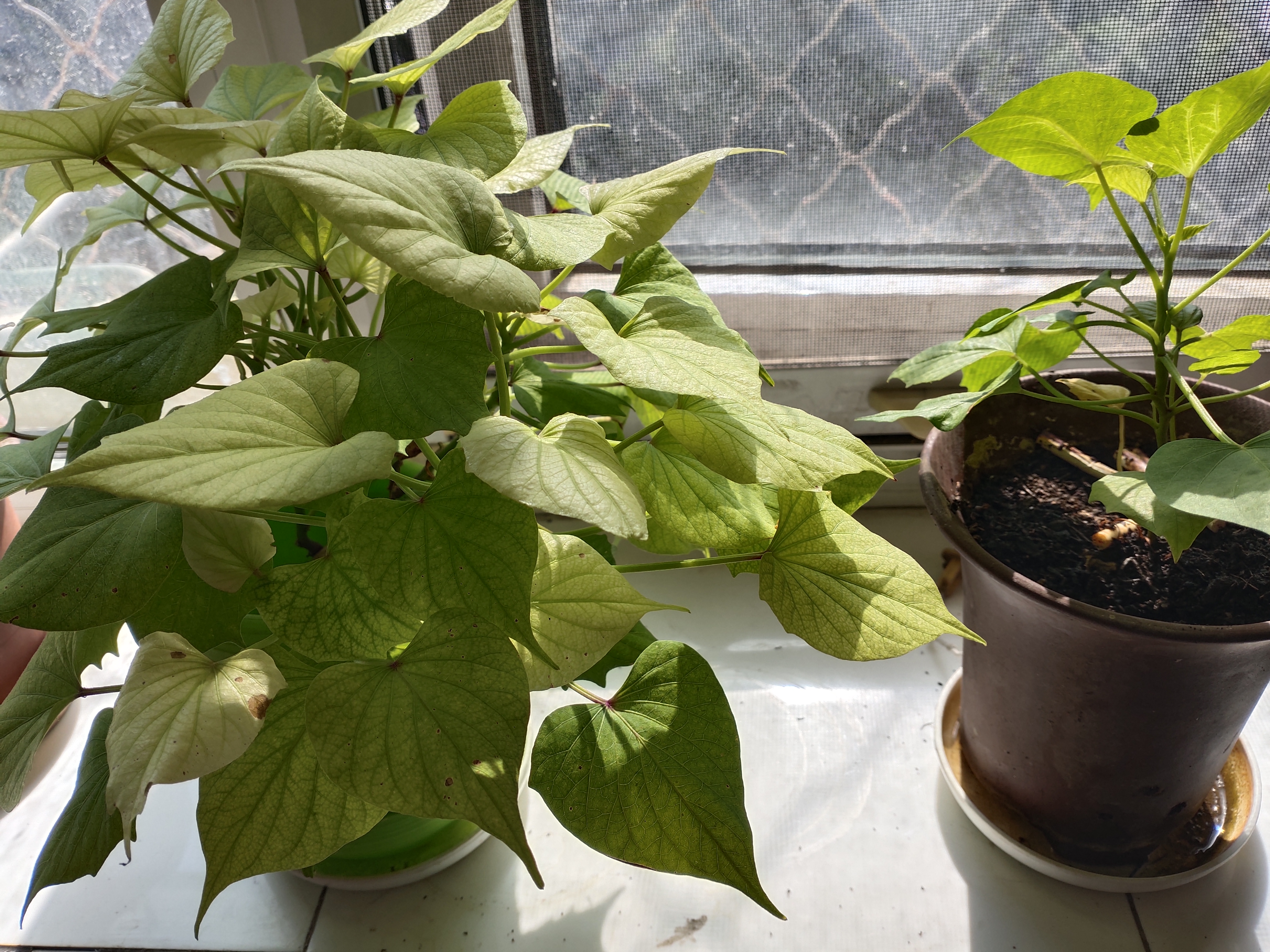 白薯,红薯,紫薯,枝叶和果实颜色 (红薯枝叶的茎呈紫色,紫薯枝叶基本