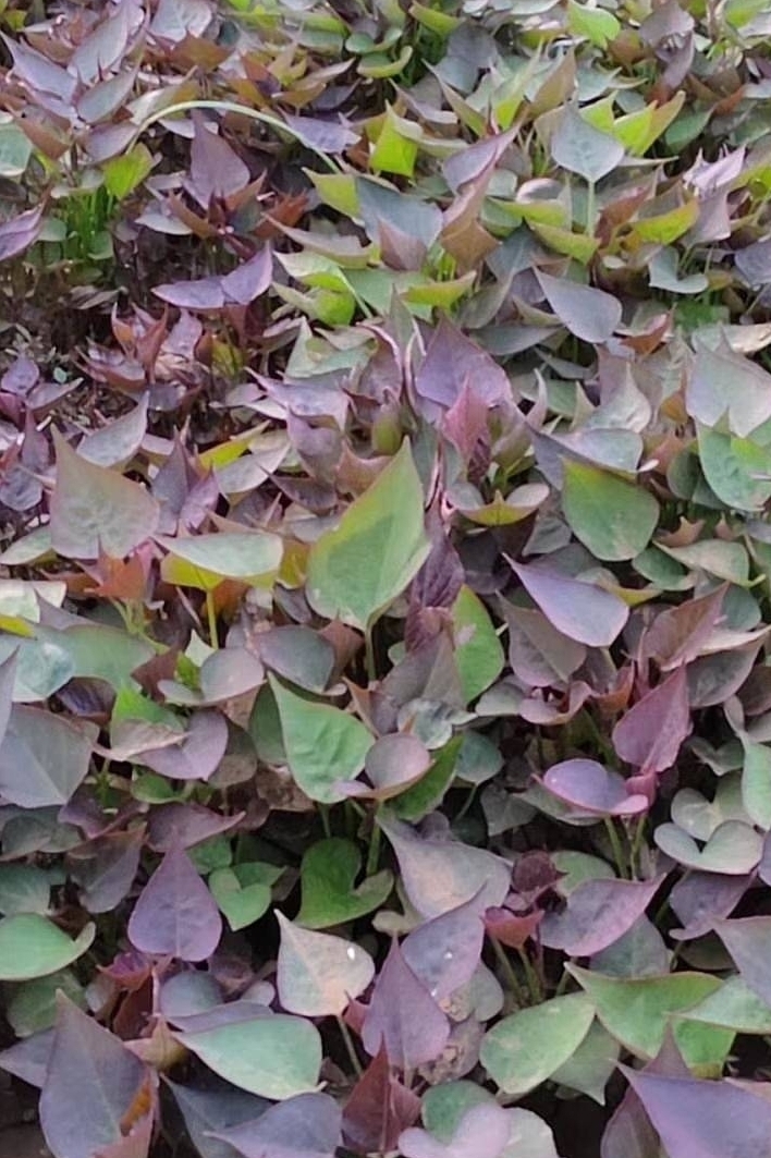 白薯,红薯,紫薯,枝叶和果实颜色 (红薯枝叶的茎呈紫色,紫薯的基本全体