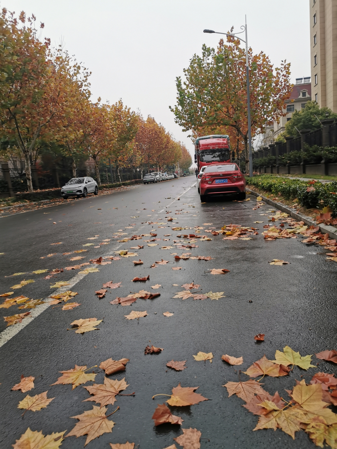 下了一夜的雨,小区门口的道路上掉落了许多梧桐树叶,平时一位环卫工人