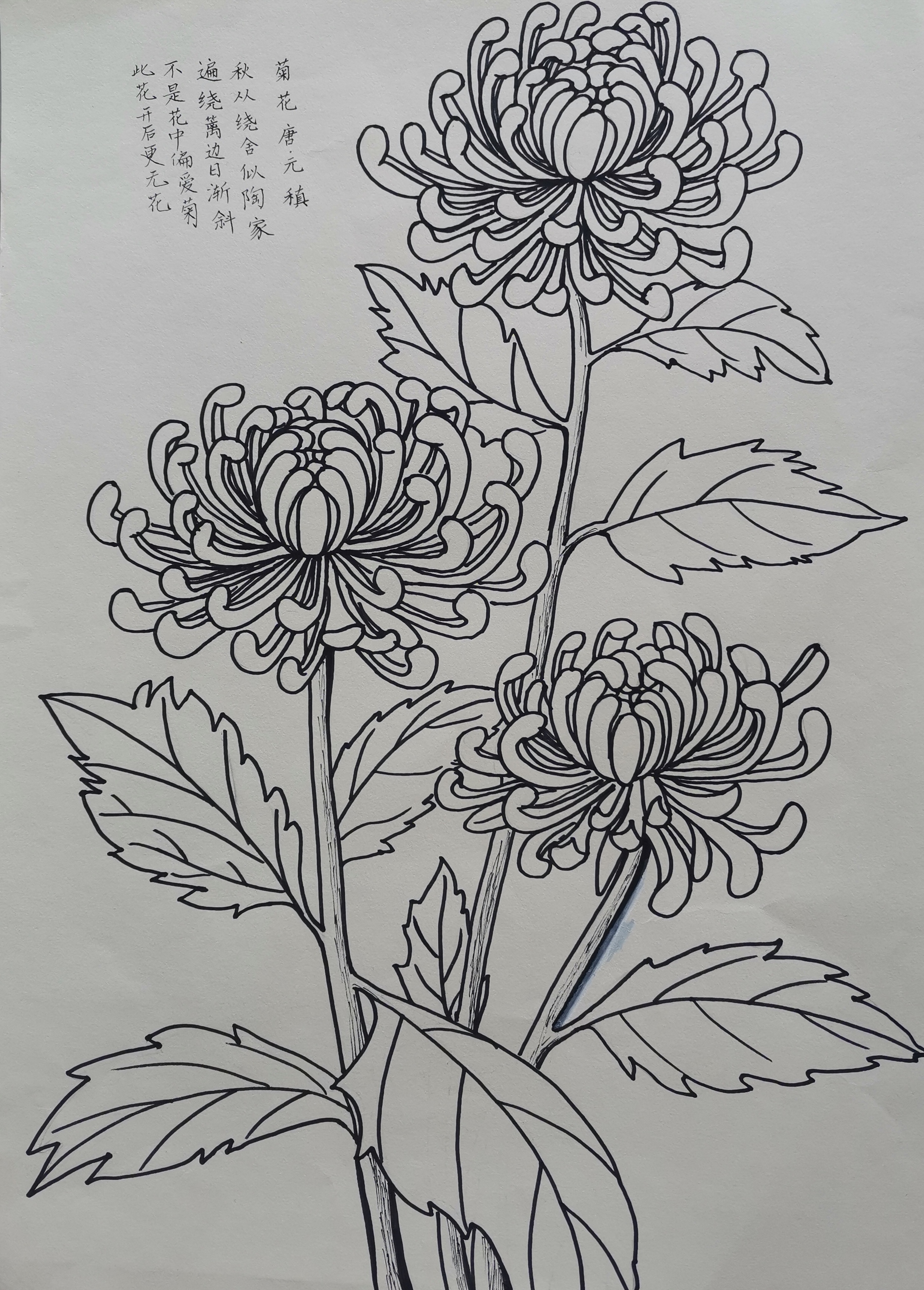 简单菊花画画简笔画图片