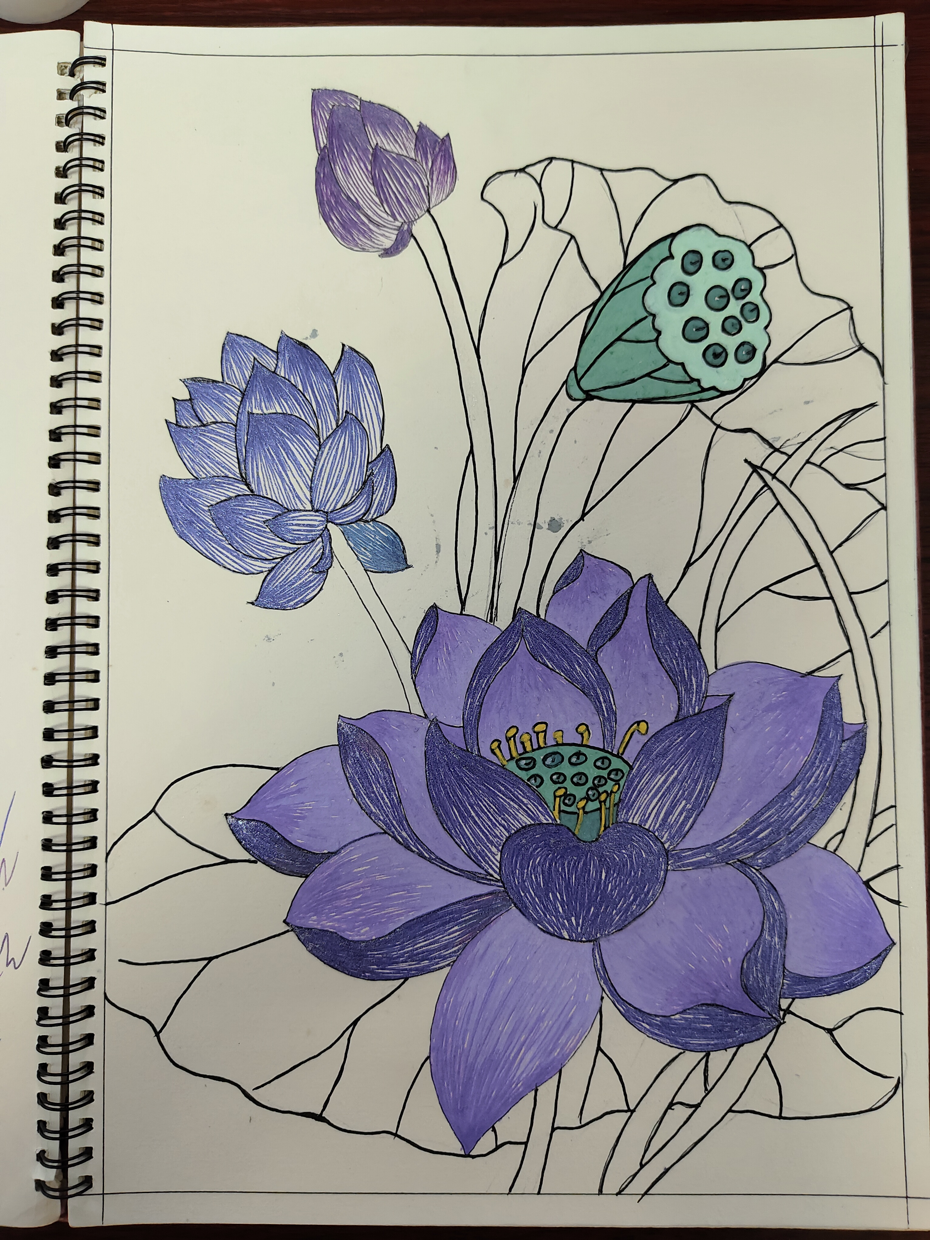 夏荷,荷花绘画,圆珠笔绘画 #手绘 #夏荷 #一步一步画