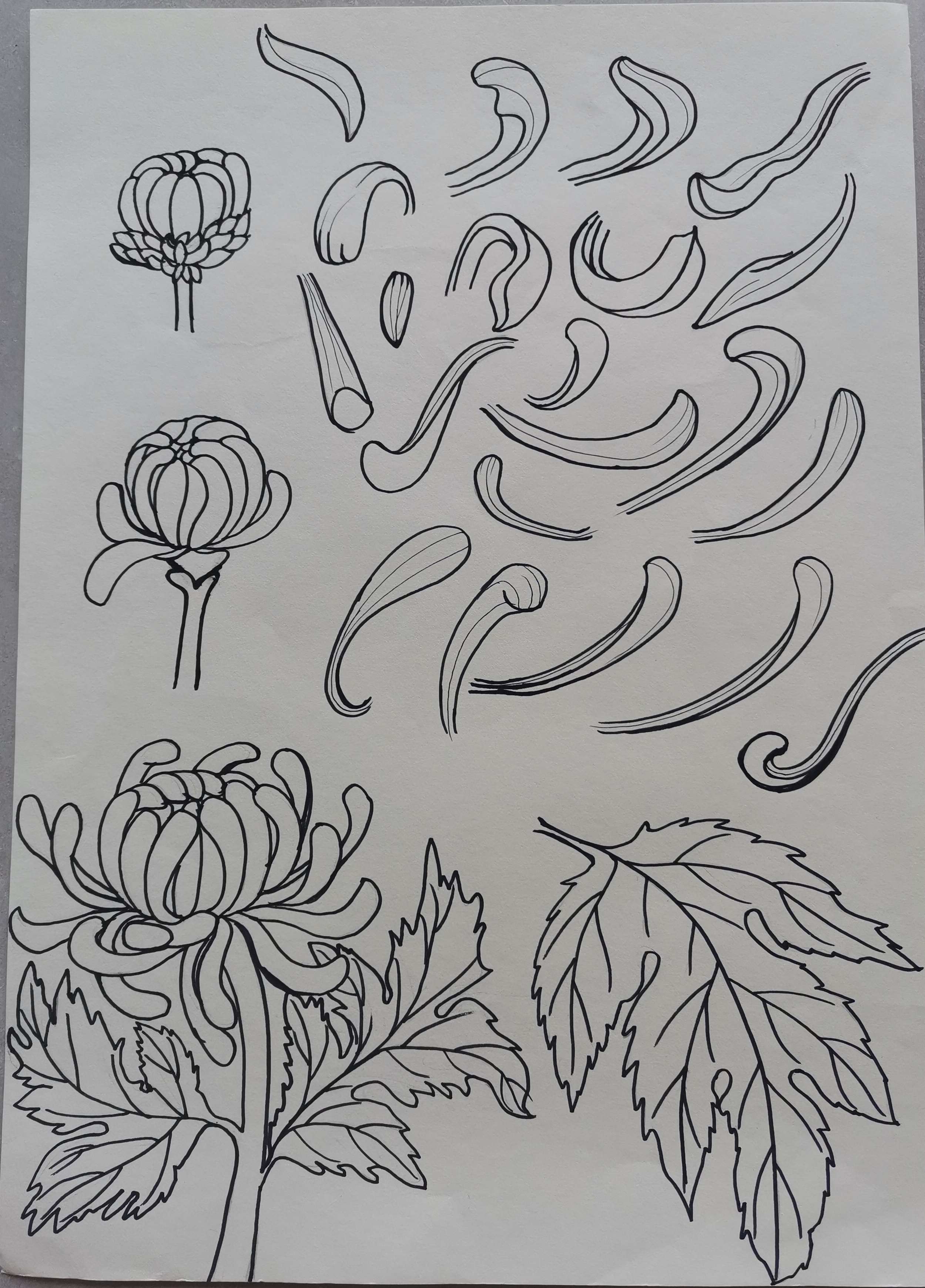 菊花绘画 简单图片