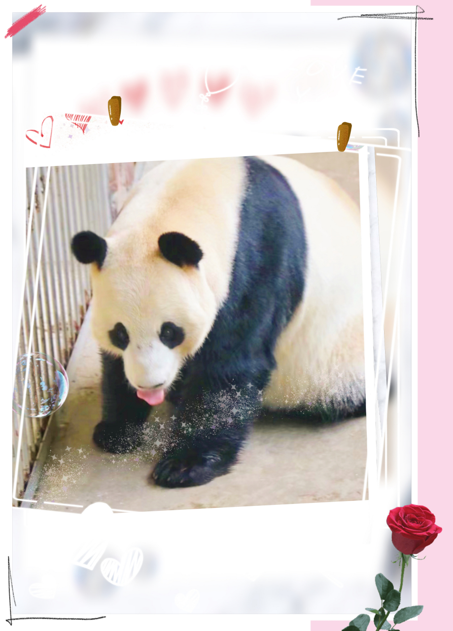 南京红山森林动物园认养小动物啦       青山隐隐水迢迢       波云飞