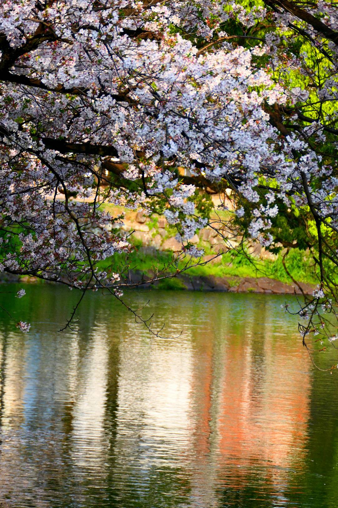 四月的阳光,唤醒了沉睡的樱花满枝头