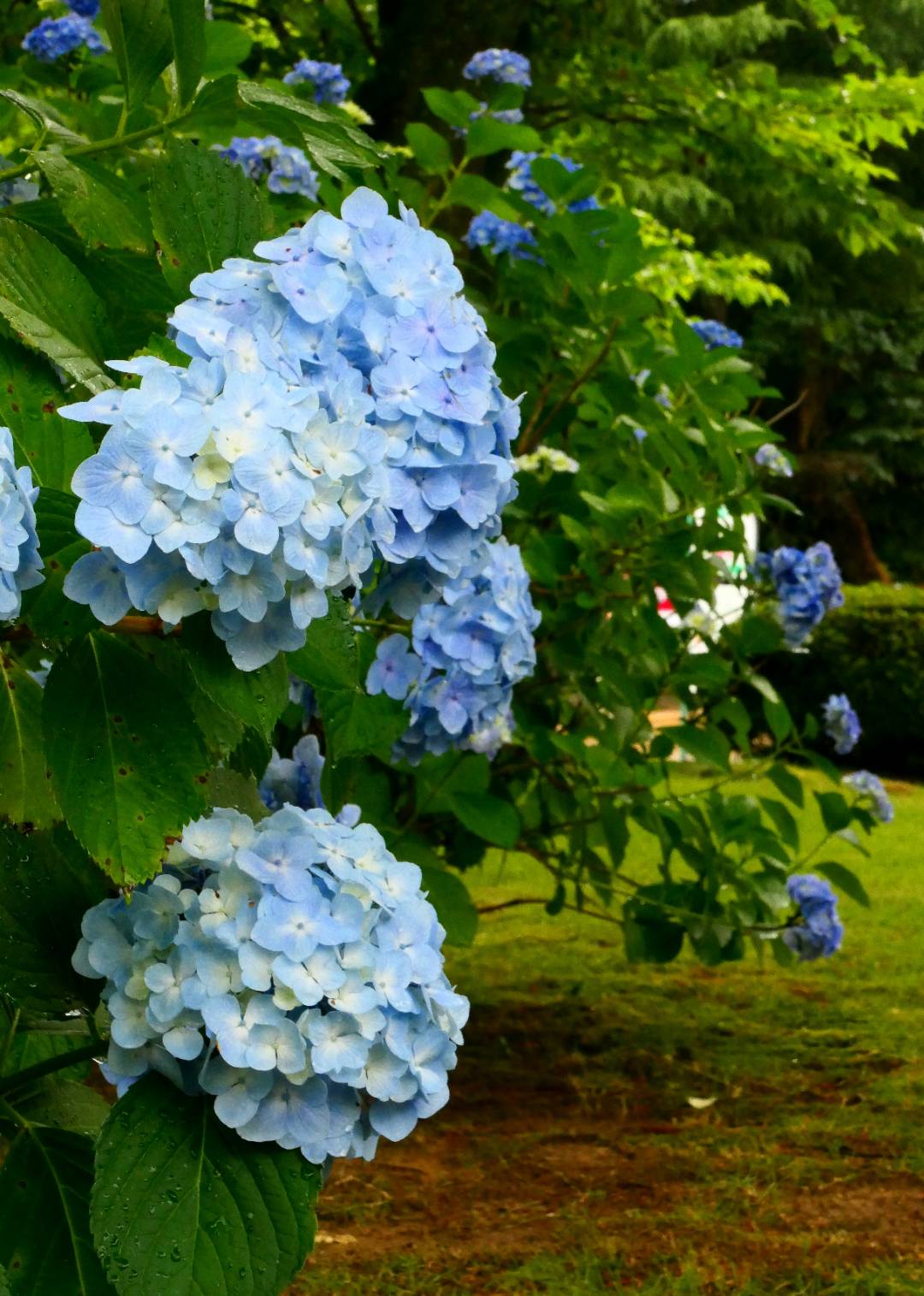 顾名思义,它花开会绵延整个夏天