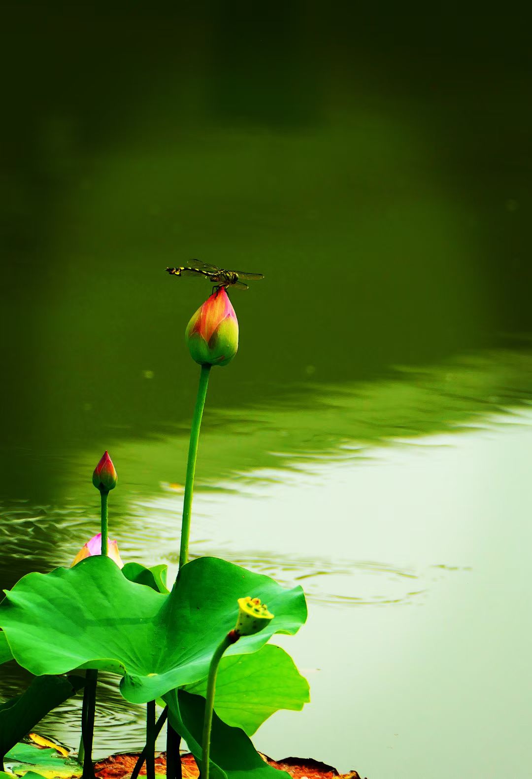 荷塘莲湖是多少人心中的旖旎画卷,无法想象没有荷花的夏天