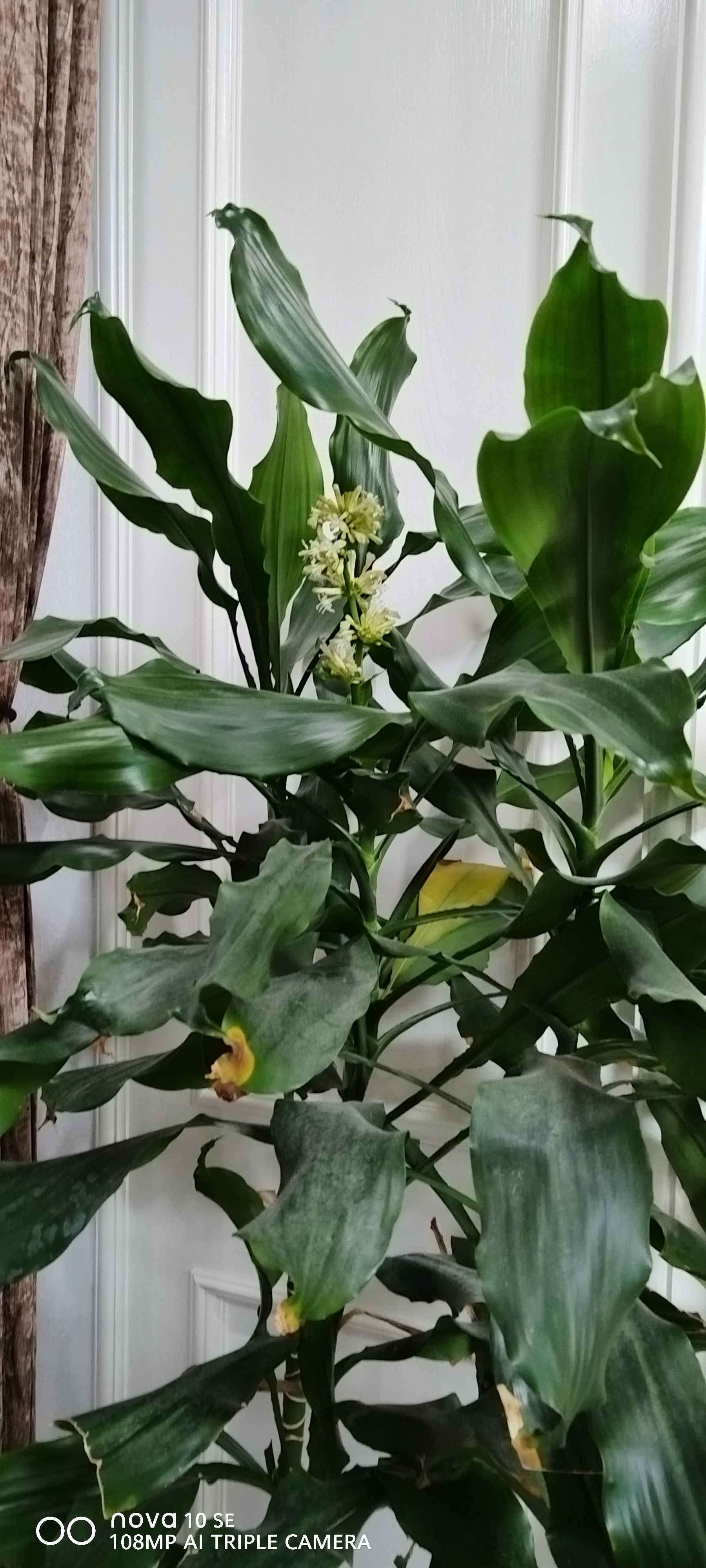 哦!我家富贵竹开花了