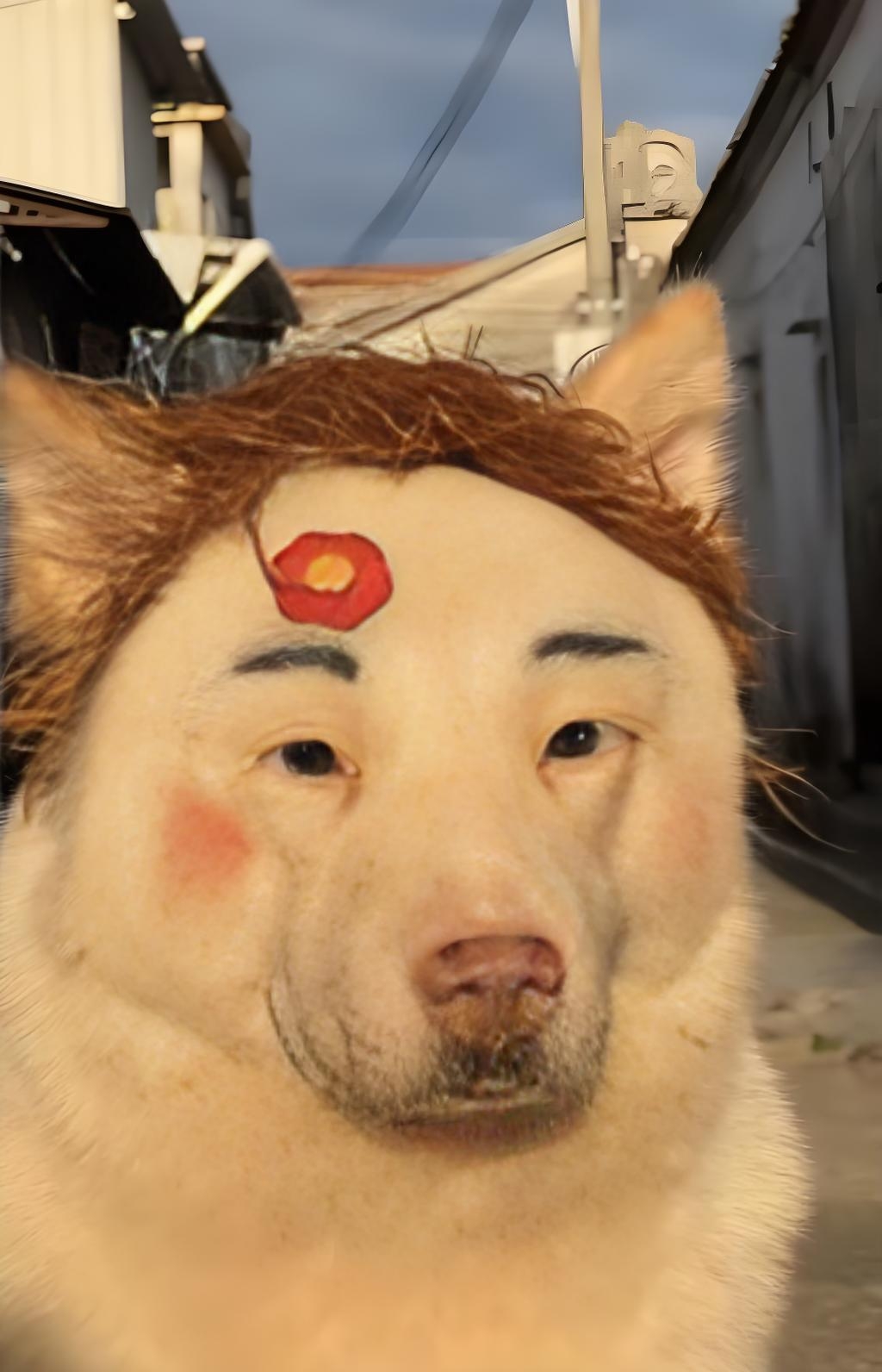 奶狗大脸小眼黑皮肤的男人像什么动物狗虎眉毛搞笑图片大全布袋狗图片