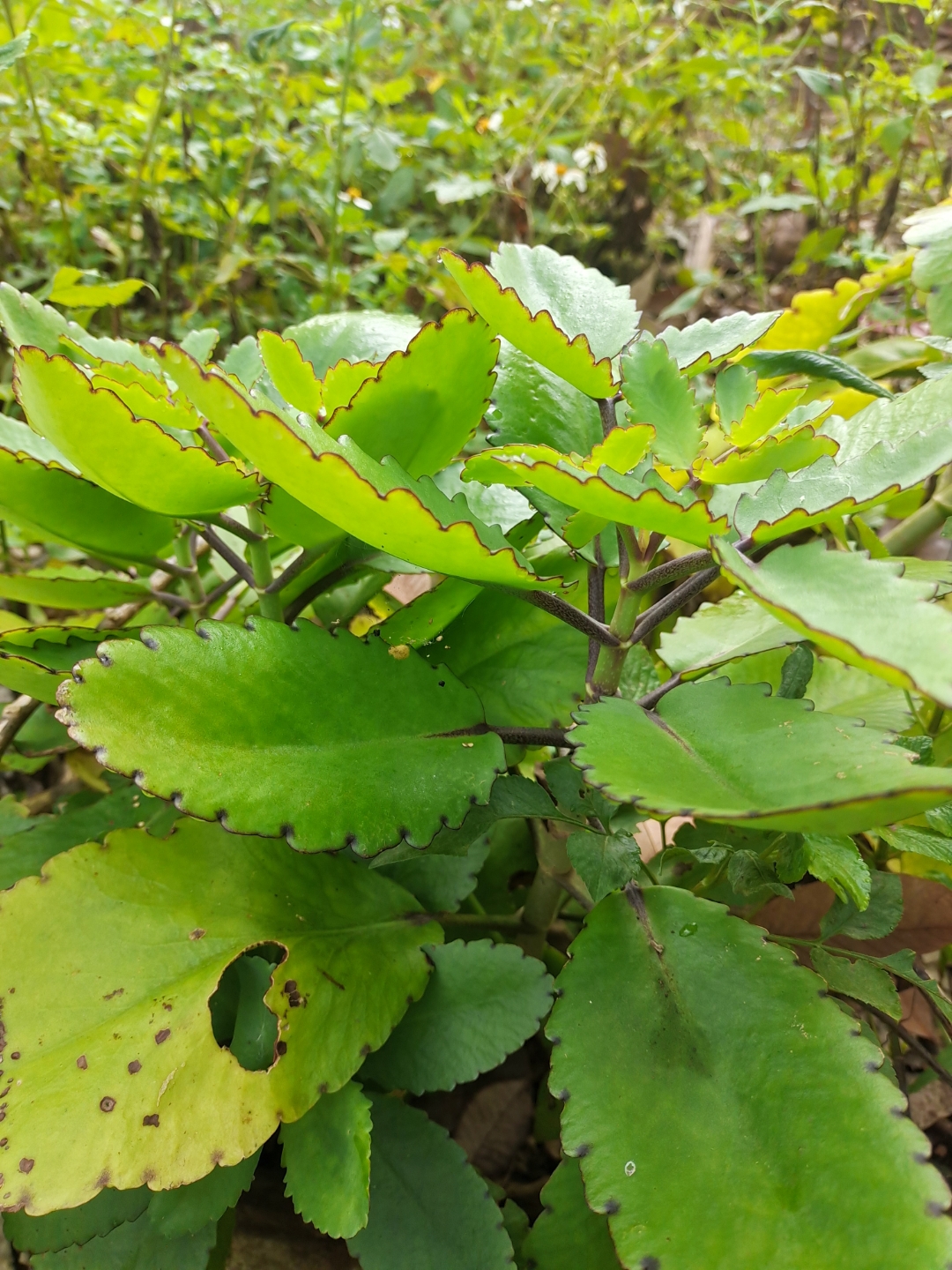 伽兰菜图片