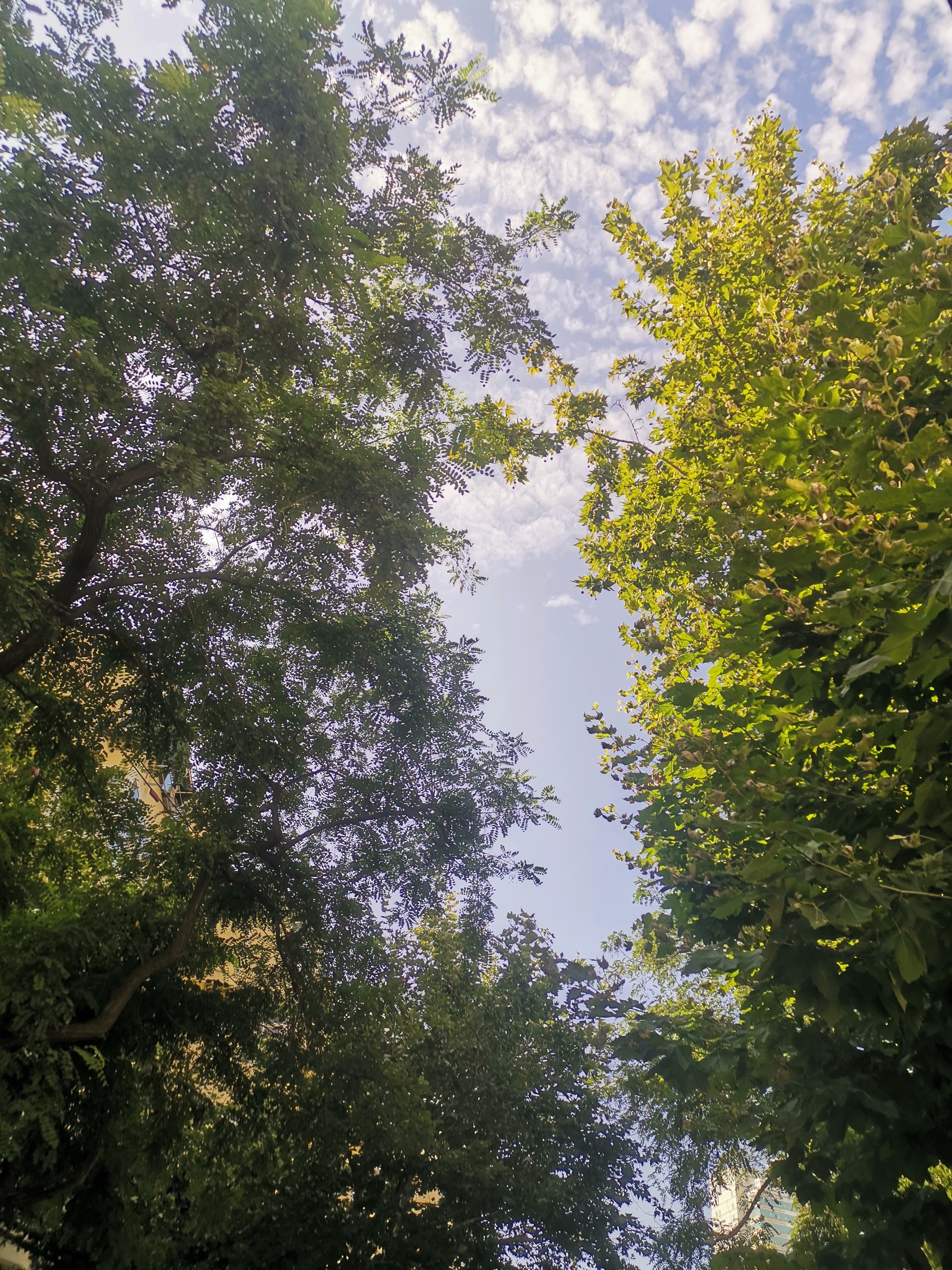 90今日立秋,晴空万里,#立秋不意味着入秋# 蓝天白天,清风微凉.