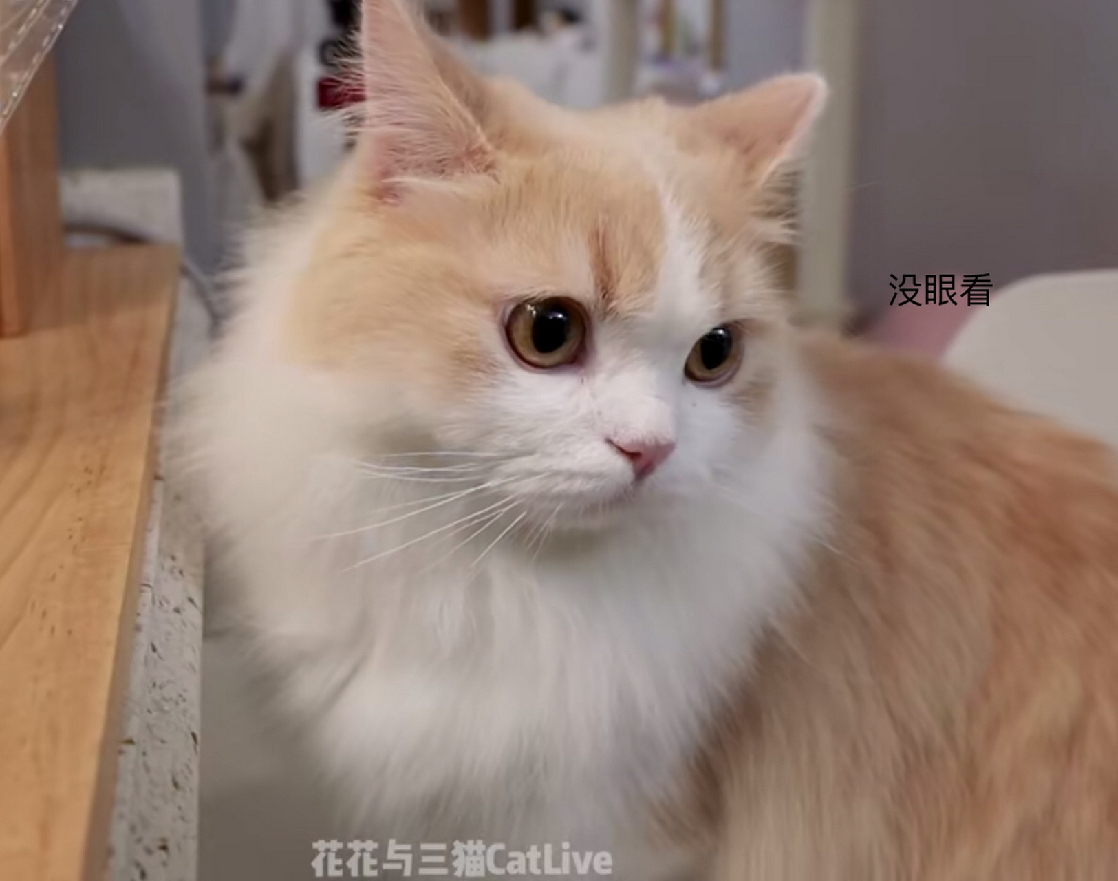 建议去看花花与三猫,超级好看[嘻嘻]