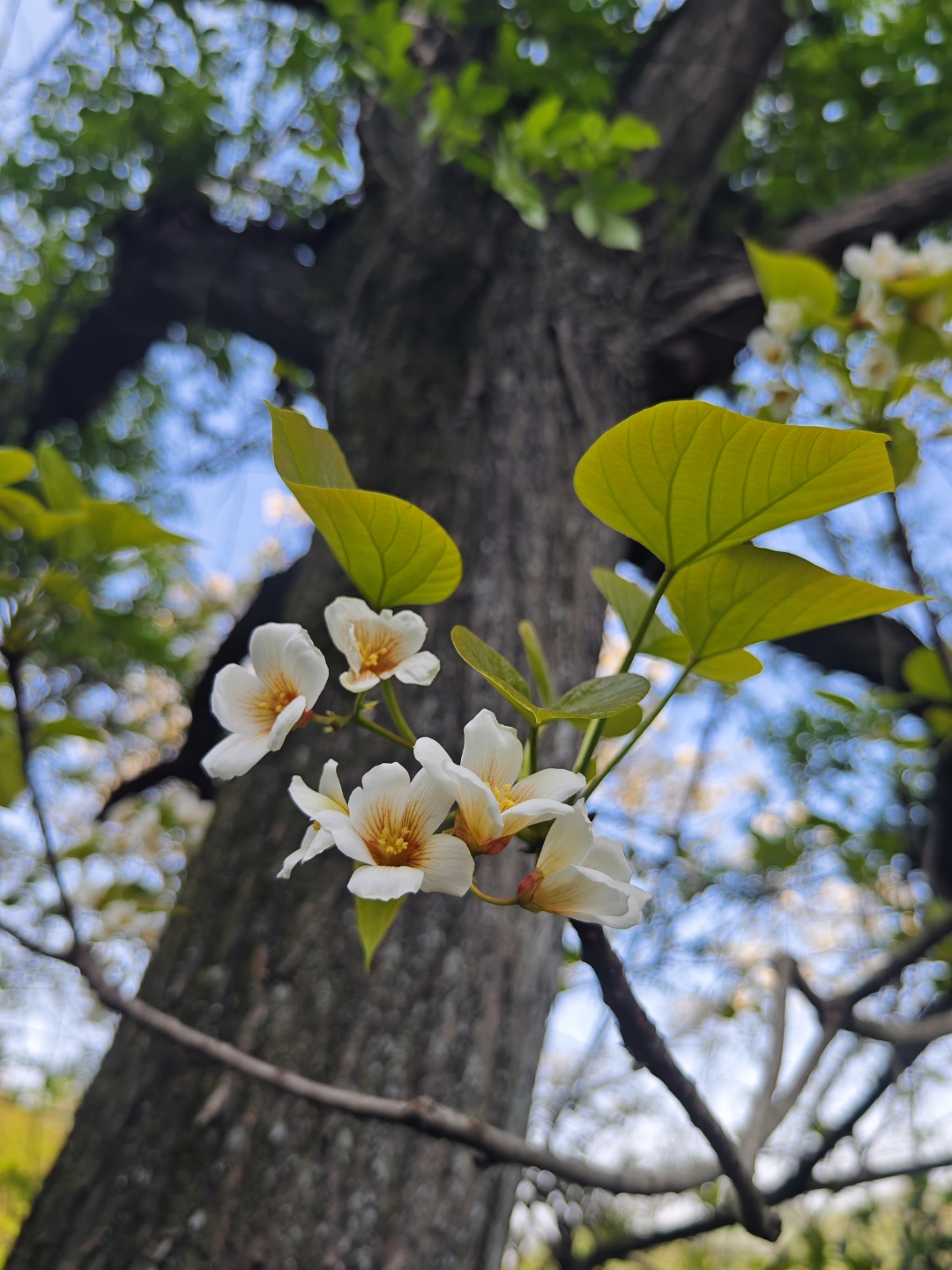 梧桐花