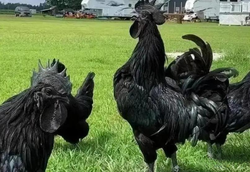 印度尼西亚的乌鸡,这种鸡全身上下均为黑色,甚至包括内脏和眼睛,舌头