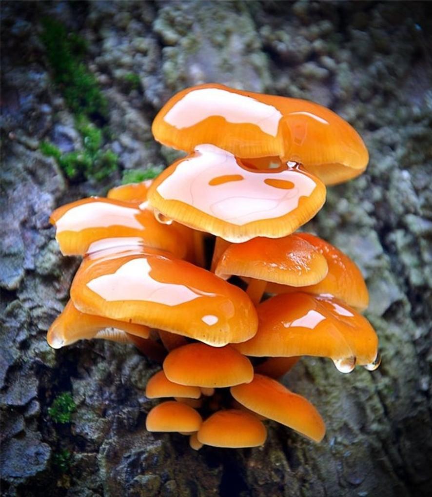 树干里冒出的蘑菇,被雨水洗过后,看上去像被套上了一层透明的保护膜