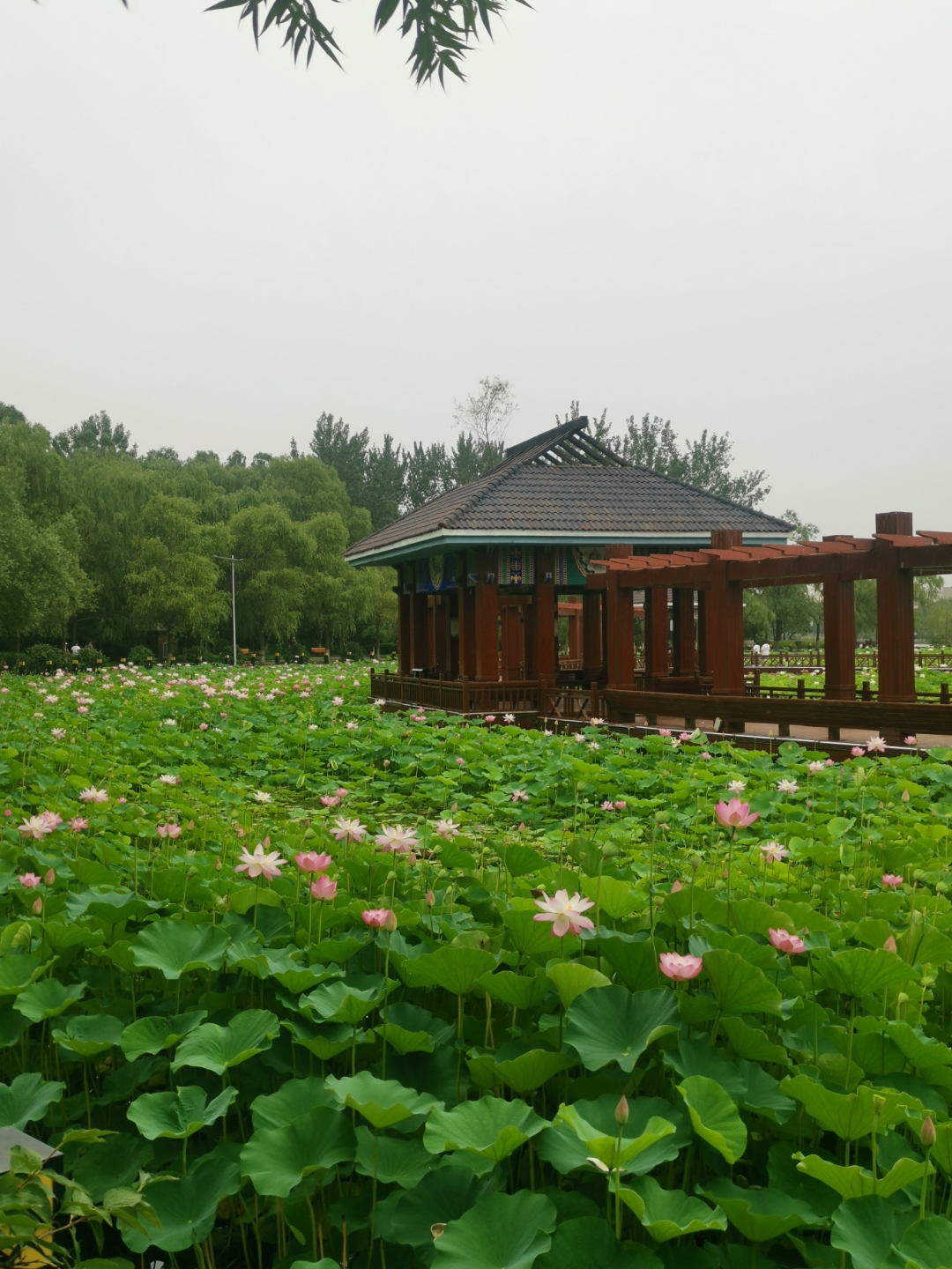 村景区荷花池中圆台淄博马踏湖浅秋荷花长春伊通河月荷公园曲靖八景