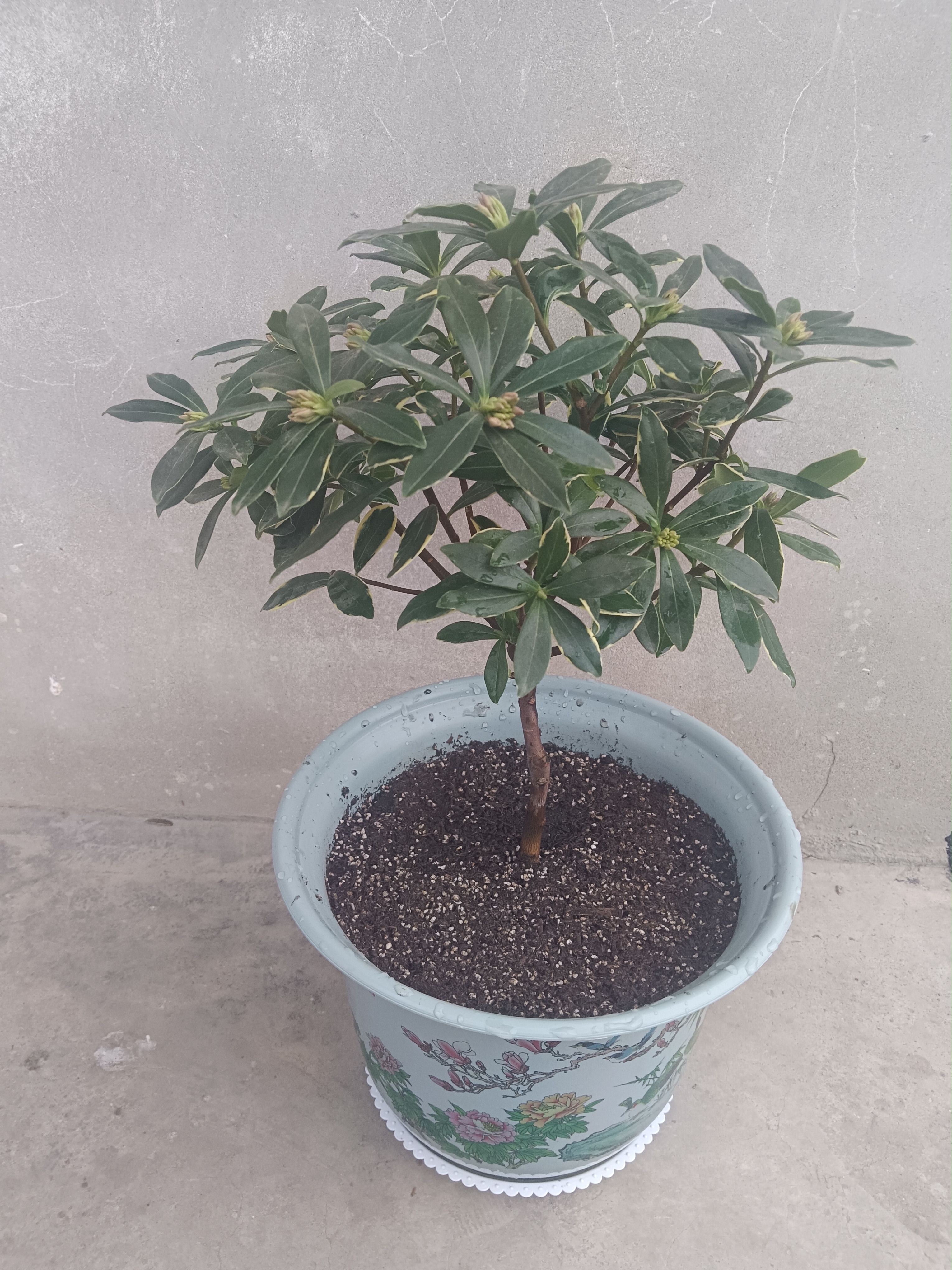 金边瑞香试合盆栽,花香四溢.你喜欢金边瑞香吗?