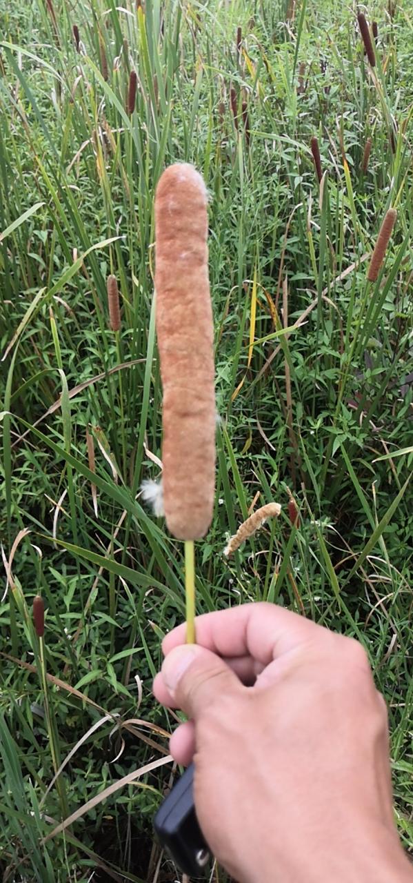 收集全世界的绿# 水蜡烛具有止血,止痛,生肌等功能,受伤出血不止后用