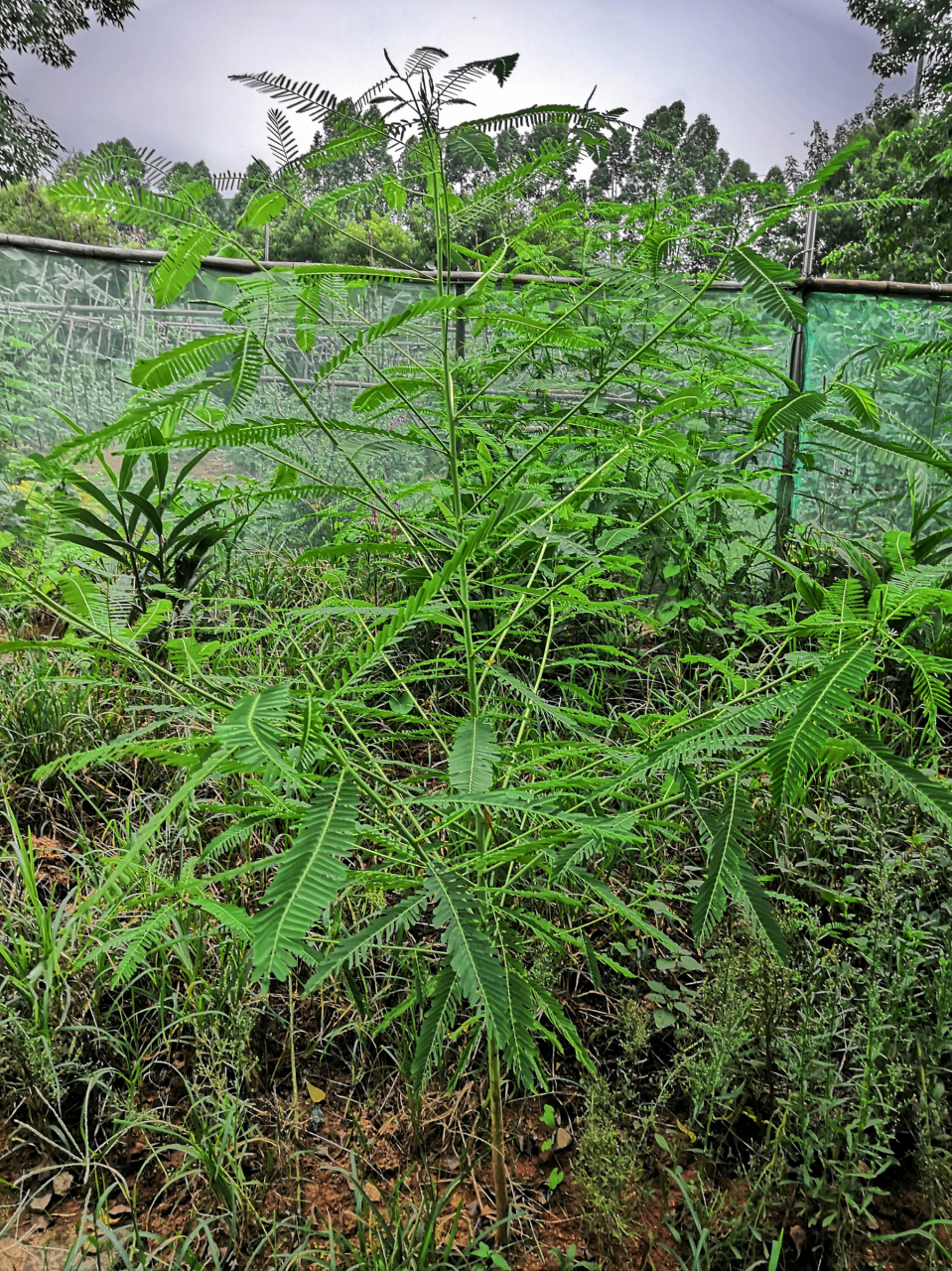 田青 生长非常快的豆科植物 可做动物的食料 药用作用还不知道