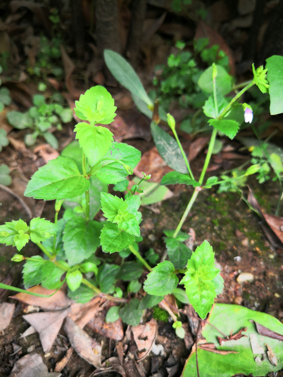 这个草是最常见的杂草之一 但能叫出名的很少 是一味蛇药 也叫四方草