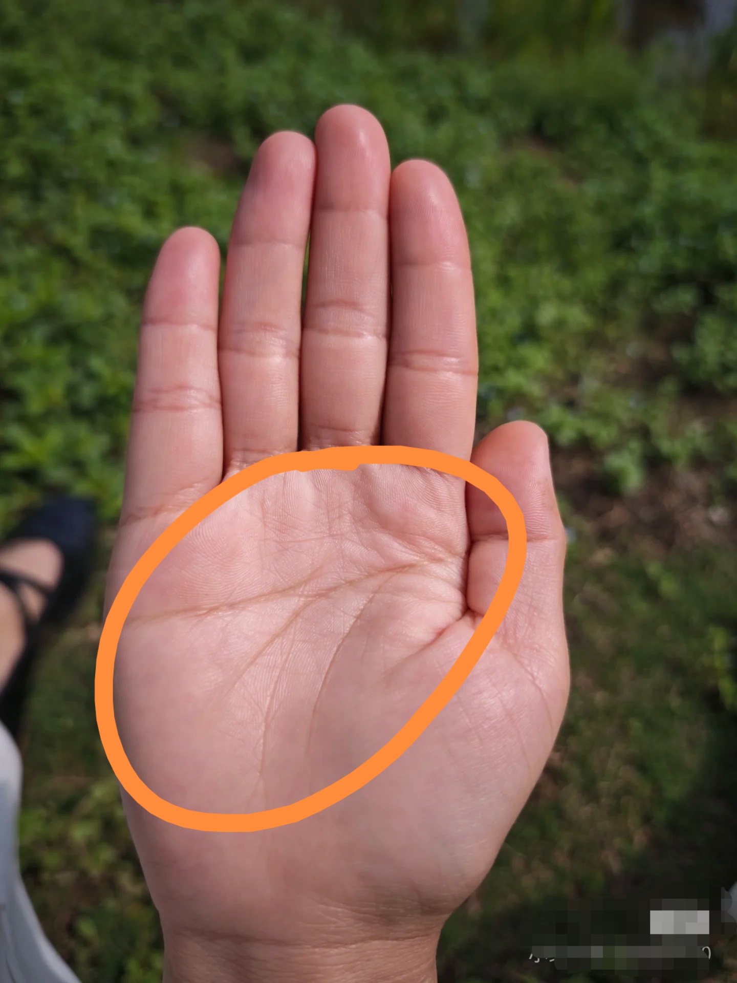 假断掌,来龙有情,明堂开阔,掌色红润,蛮不错的