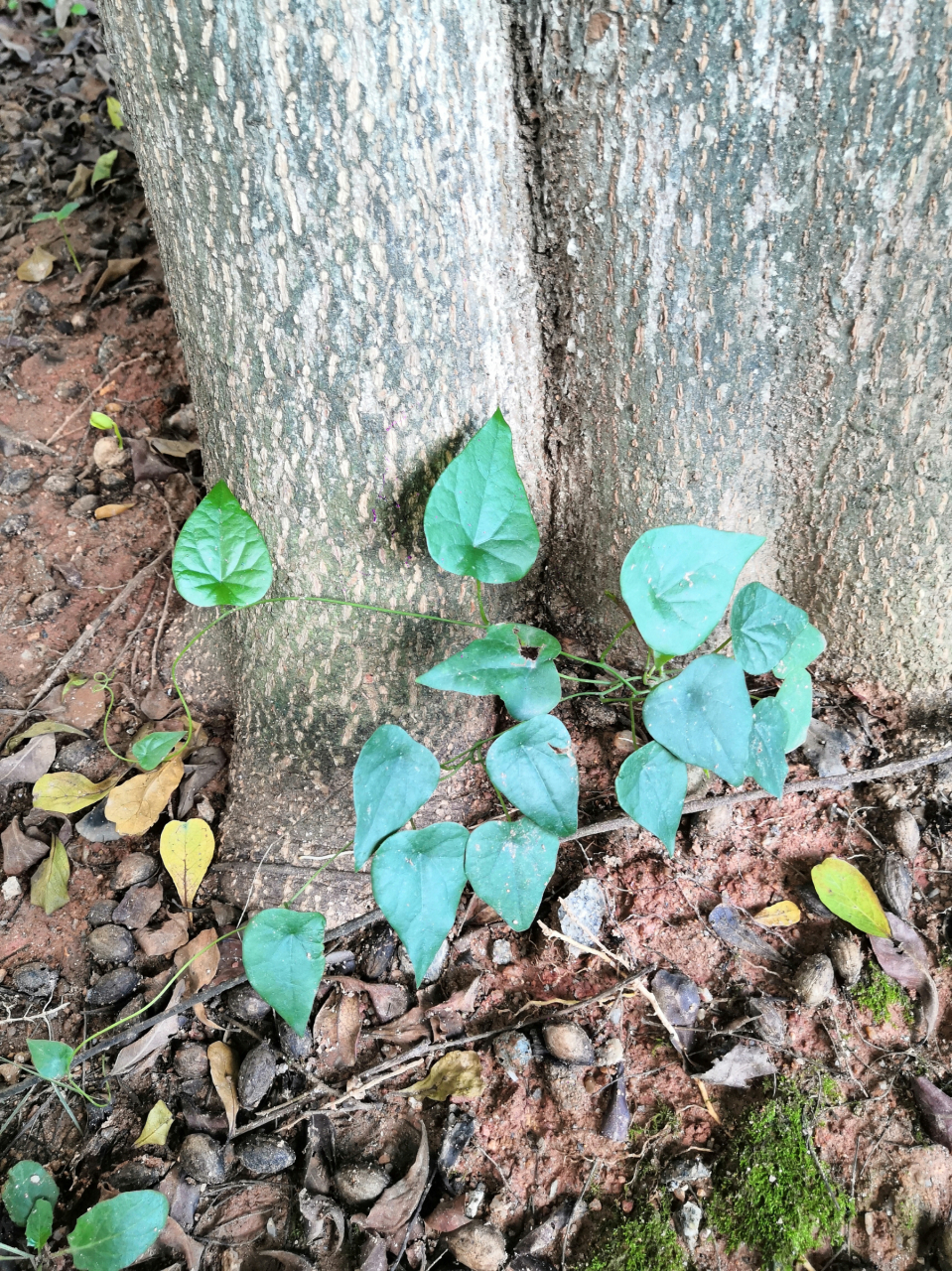 千金藤 也叫金线吊乌龟 这植物药用部分是地下块根 有吊像番葛一样 年