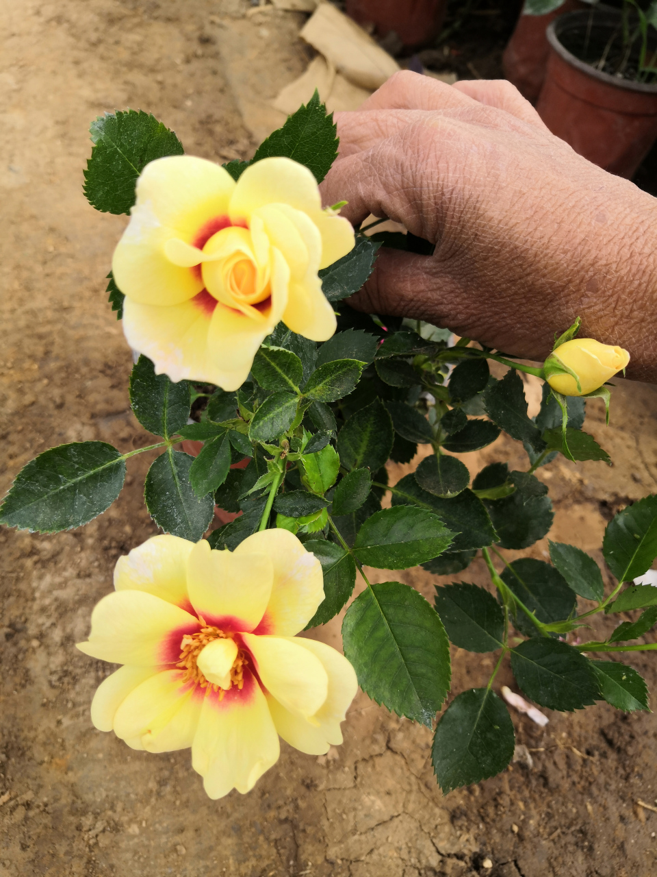 特别喜欢的一款月季花,辉煌巴比伦