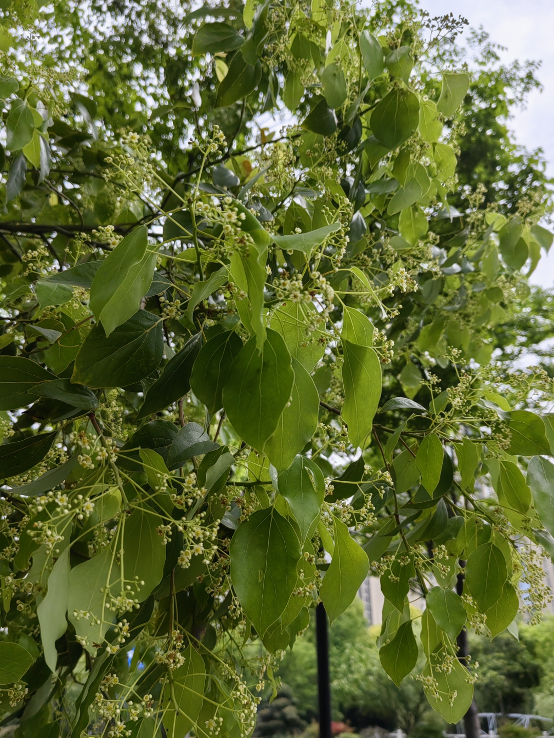 这几天香樟树开花了,一路上都是香樟树,一路飘香,路过让人神清气爽.