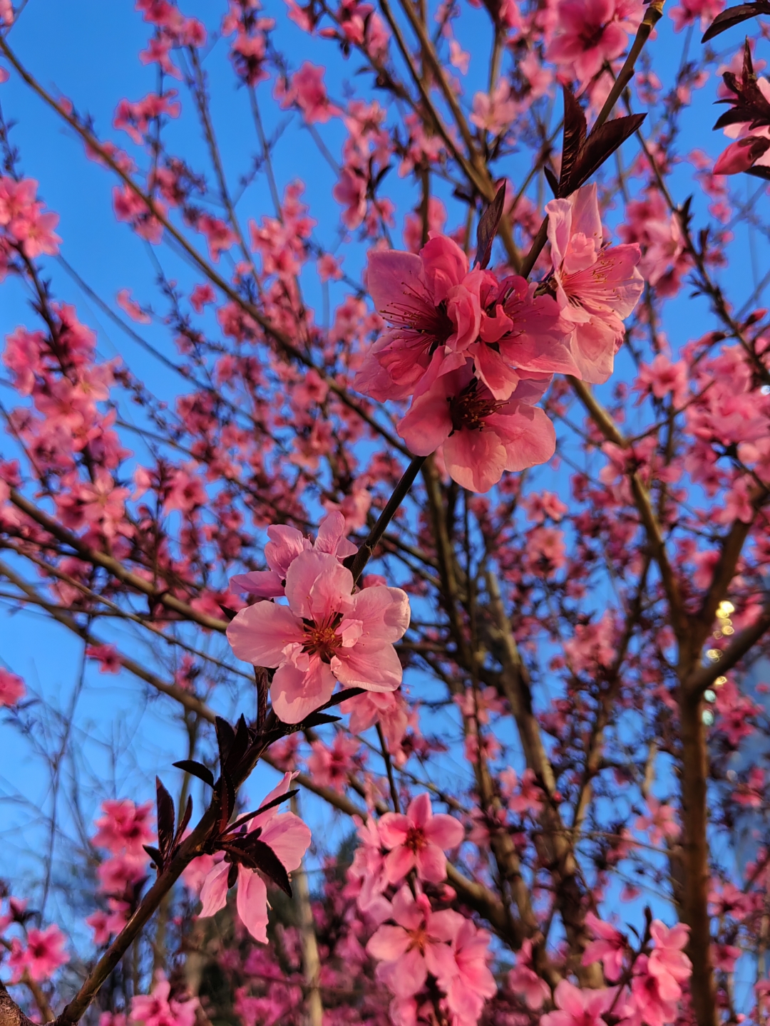 桃花朵朵开,好运连连来. 看看有没有哪一朵属于你.
