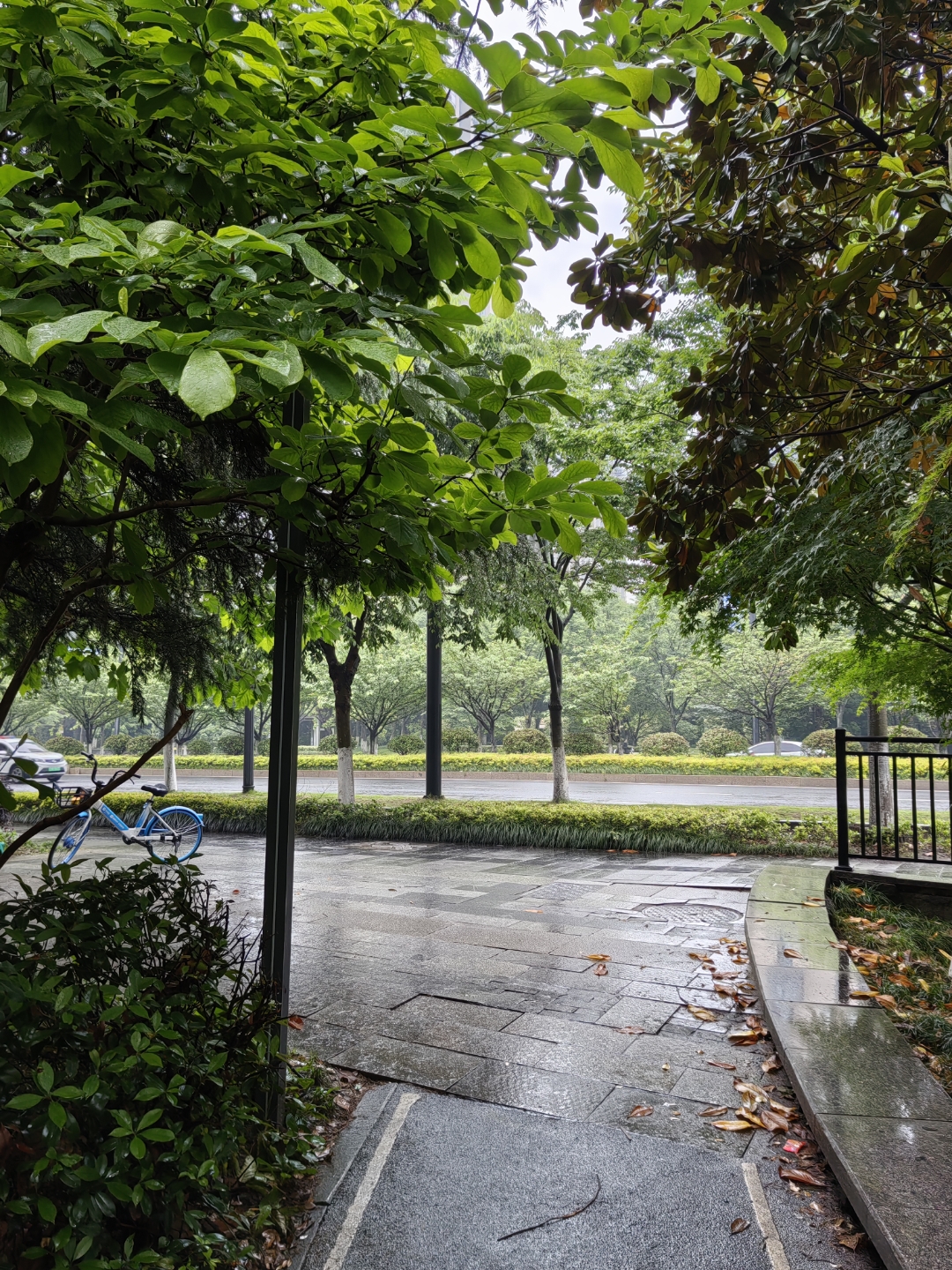 雨后的大树图片