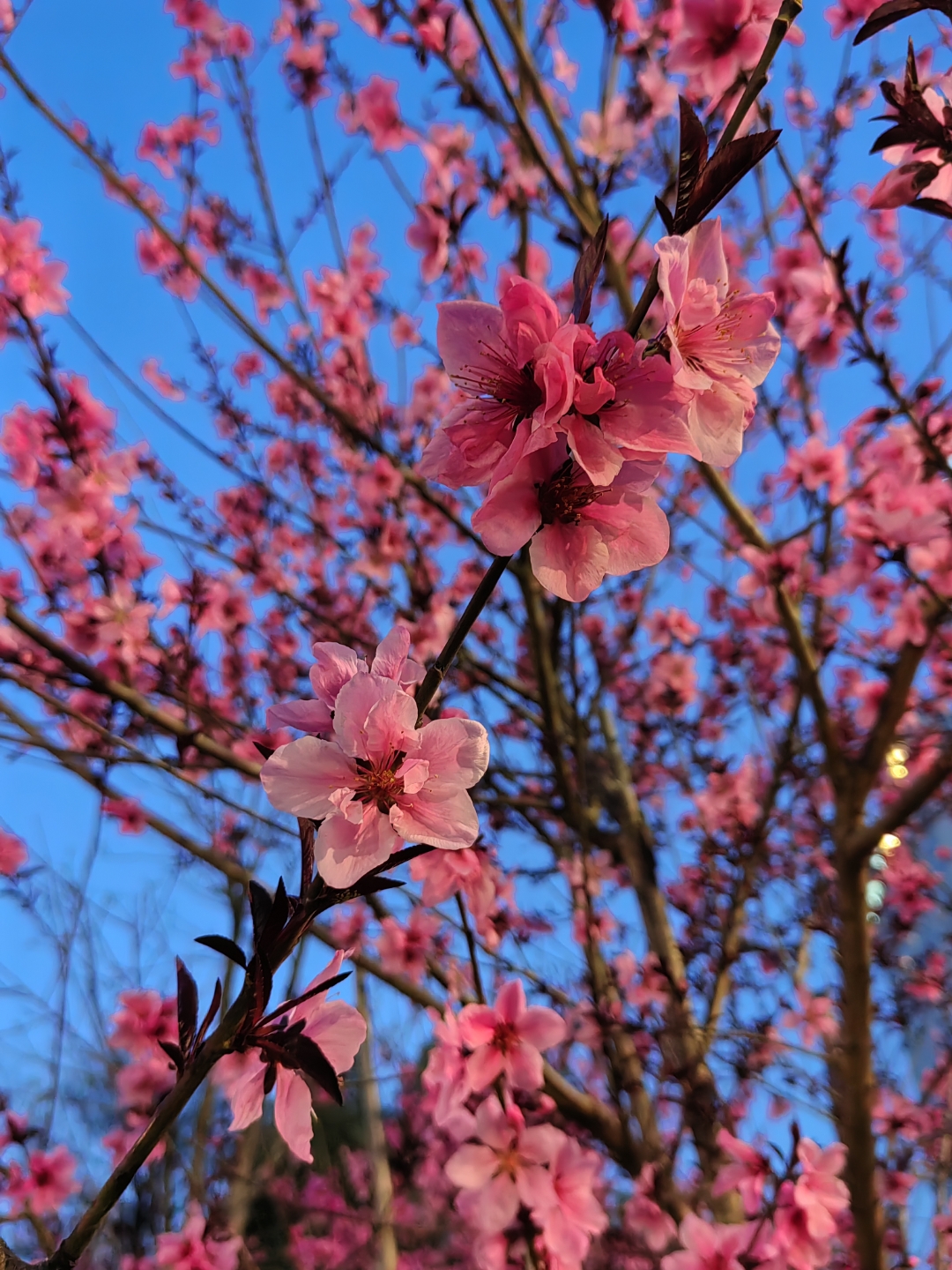 桃花朵朵开,好运连连来. 看看有没有哪一朵属于你.