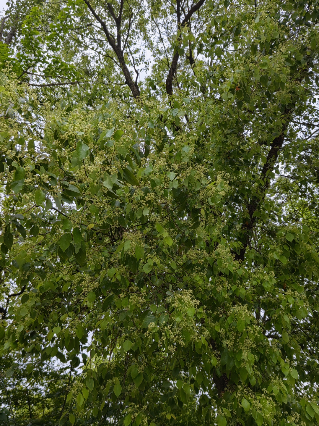 这几天香樟树开花了,一路上都是香樟树,一路飘香,路过让人神清气爽.