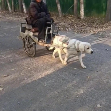 要我说,这么大岁数了,也不注重点安全,万一出点事,狗子可就惨了.