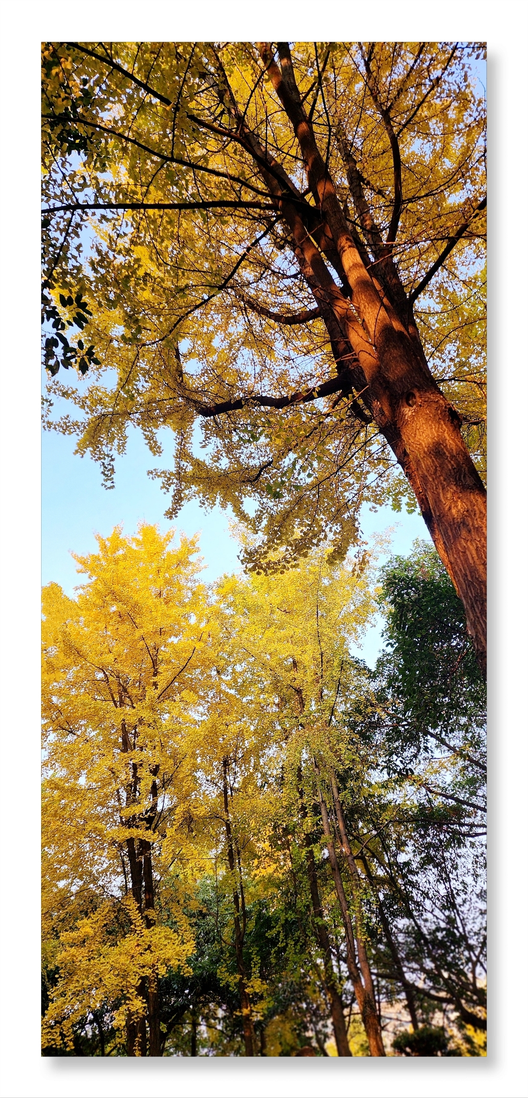 姗姗来迟的每片叶子仿佛都在眷恋这温暖的人世间.