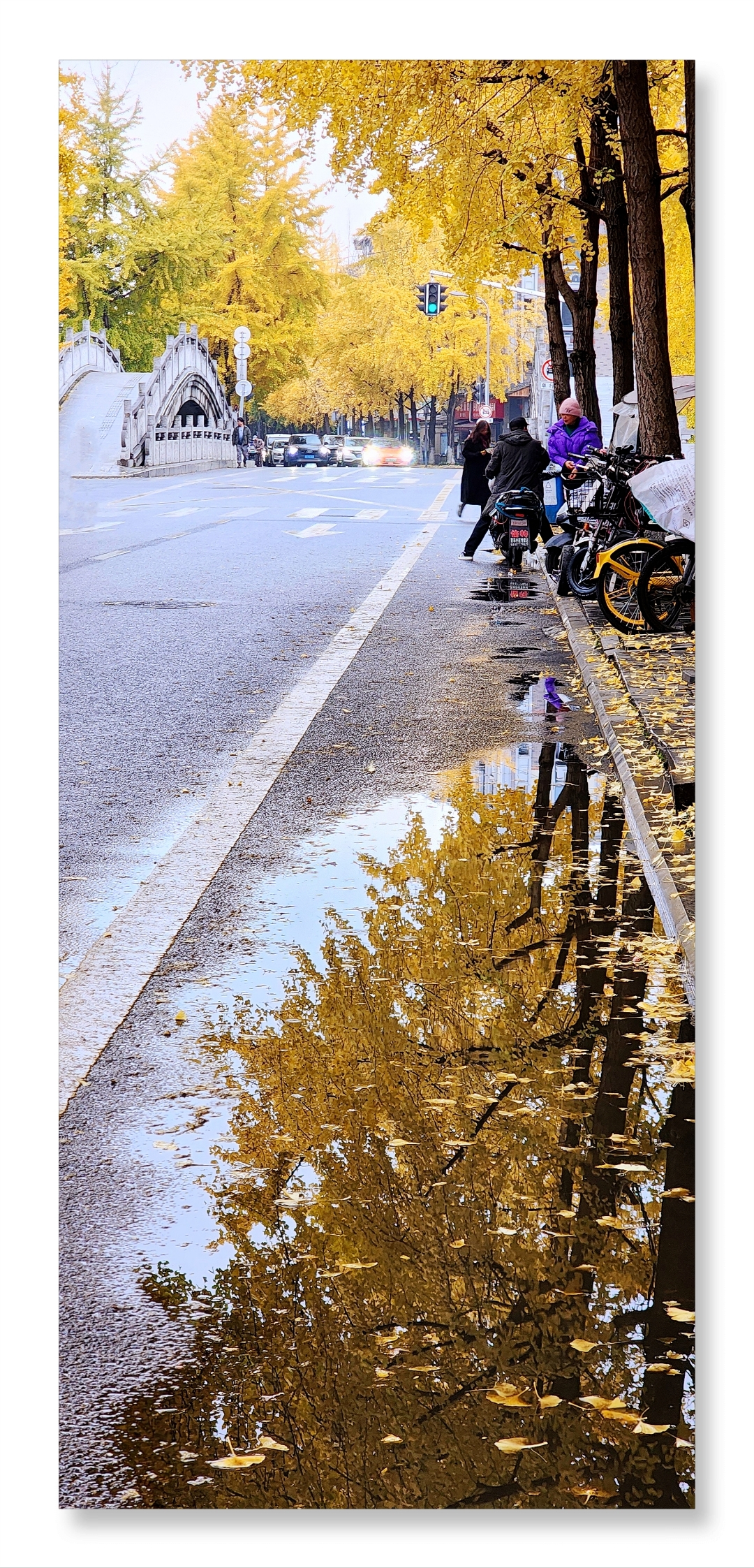 姗姗来迟的每片叶子仿佛都在眷恋这温暖的人世间.