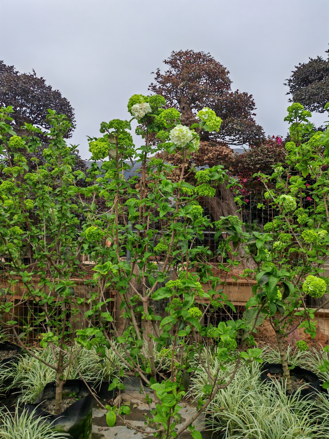 中华木绣球:又名绣球荚蒾,是中国传统名贵花木