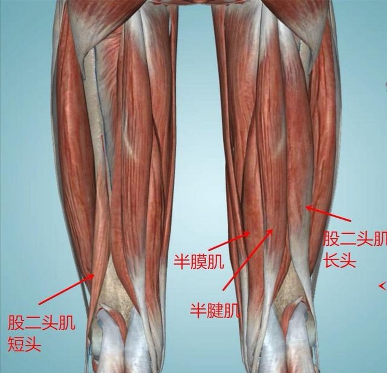 腿部后侧肌肉实际上叫腘绳肌,组成腘绳肌的肌肉有半腱肌,半膜肌,股二