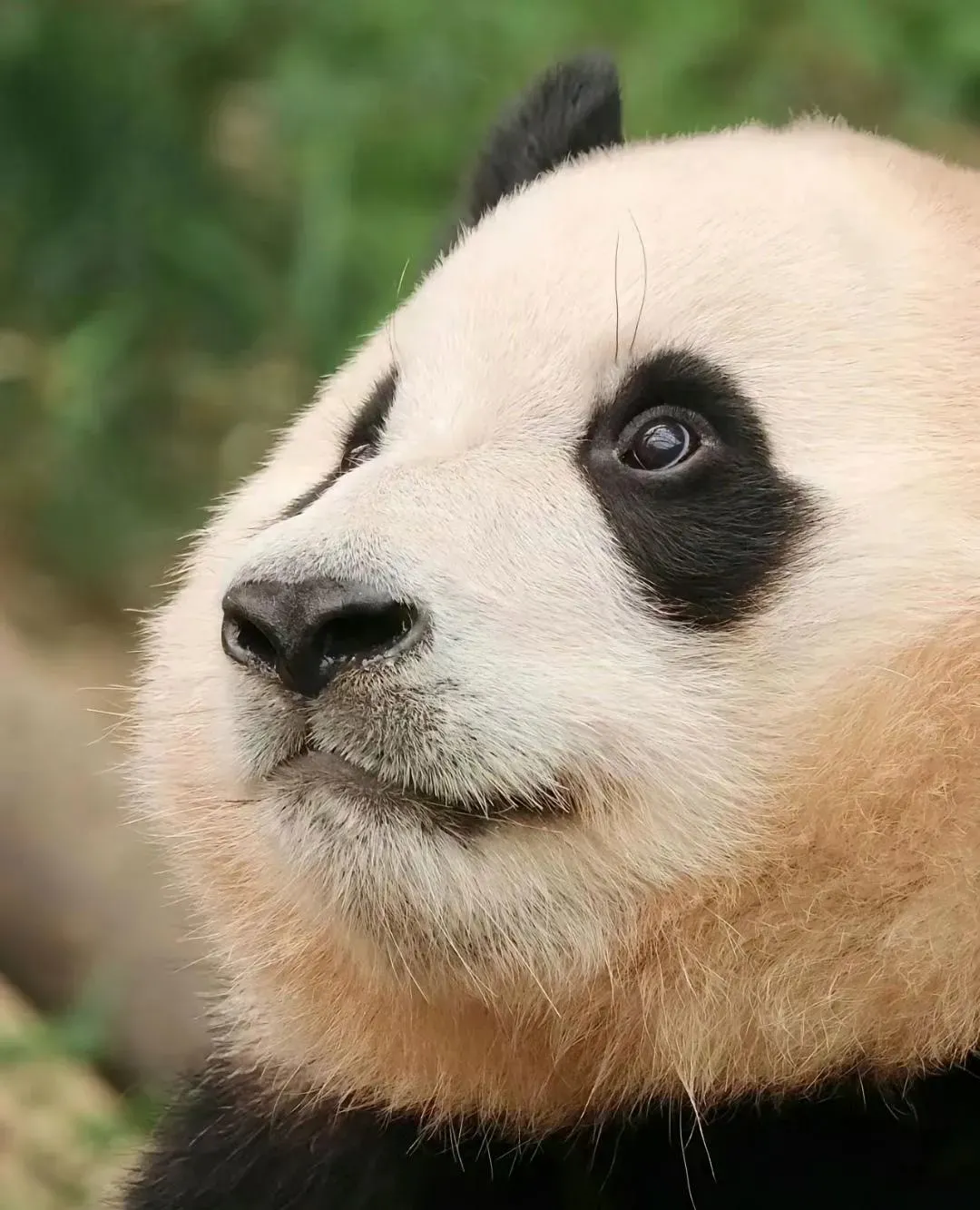 15天就睁眼的大熊猫福宝!眼镜好清澈好明亮!