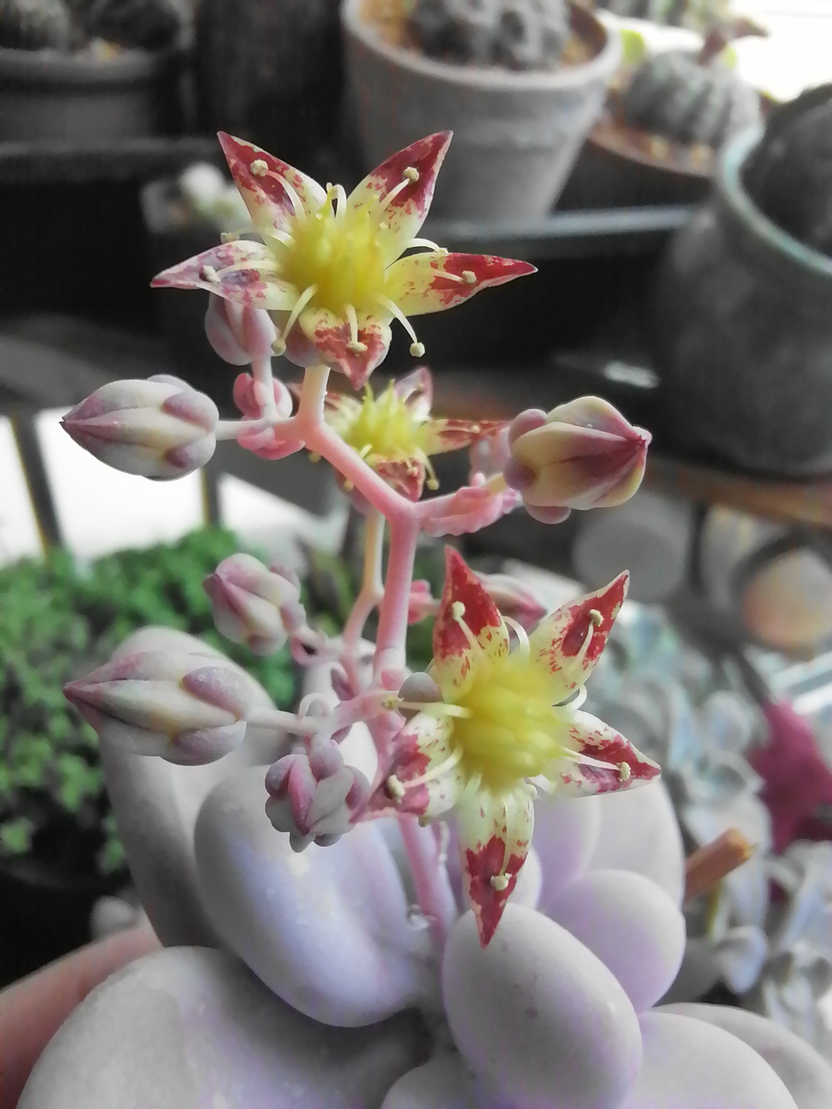 桃蛋开花.有人见过吗?