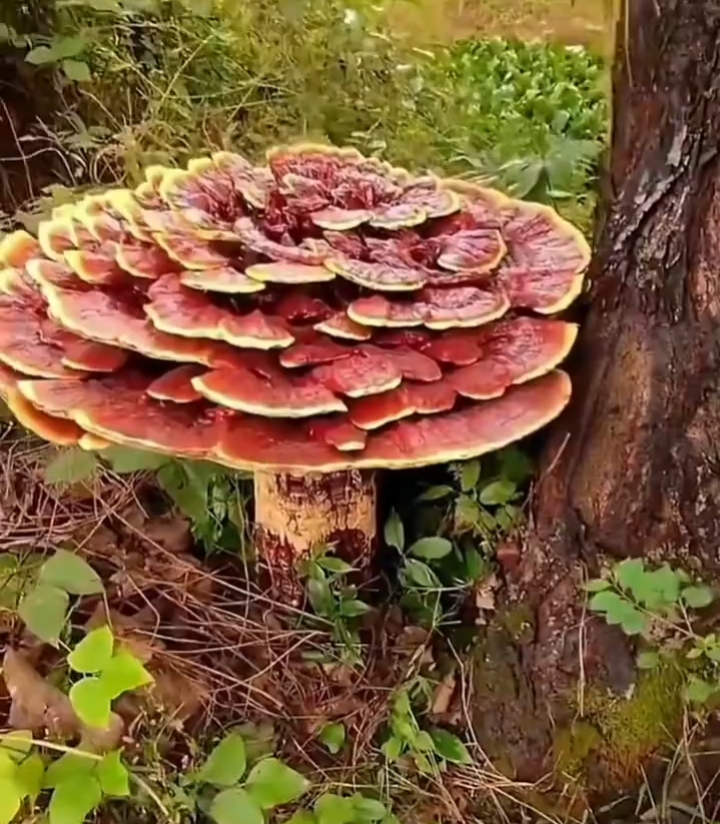 如此奇物,令人不禁联想老人口中的千年长寿灵芝