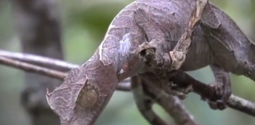 神奇的叶尾壁虎,是澳大利亚爬行动物.栖息树上,以昆虫为食.