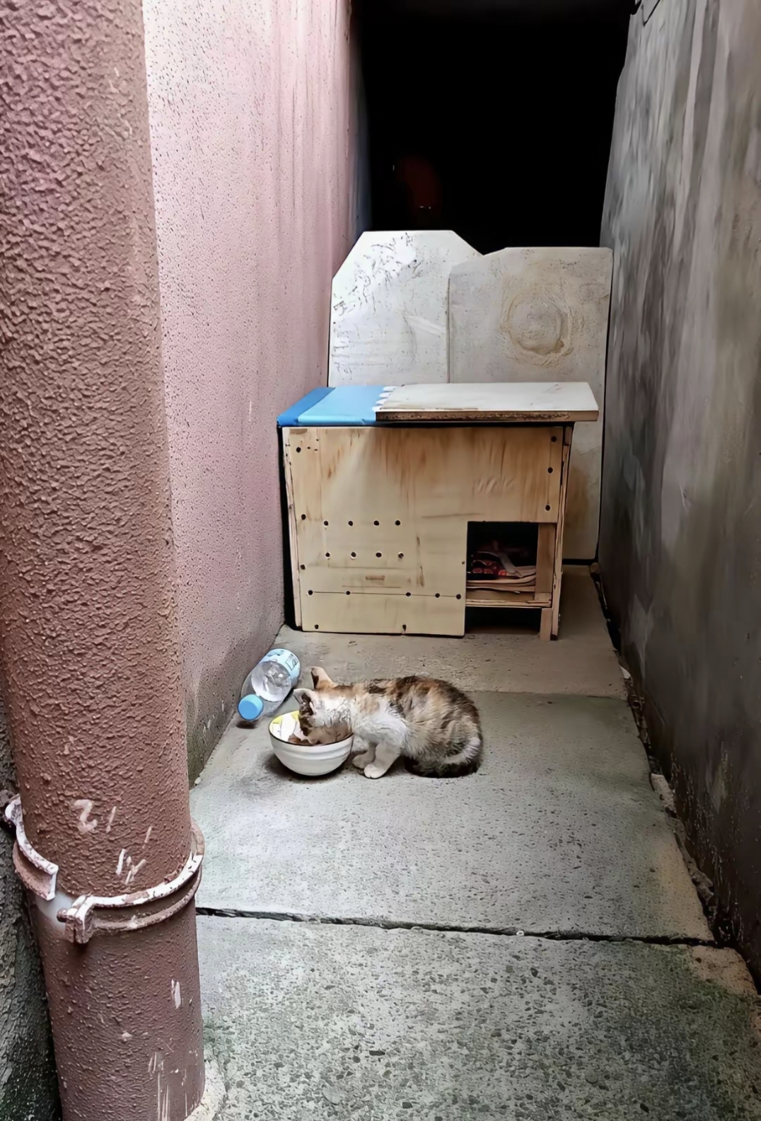 方便的时候它会跑去绿化带里解决,猫窝的地方总是流浪猫猫窝物理学家