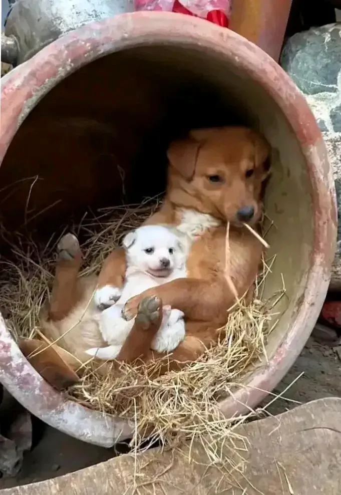 为什么不能要第一窝狗