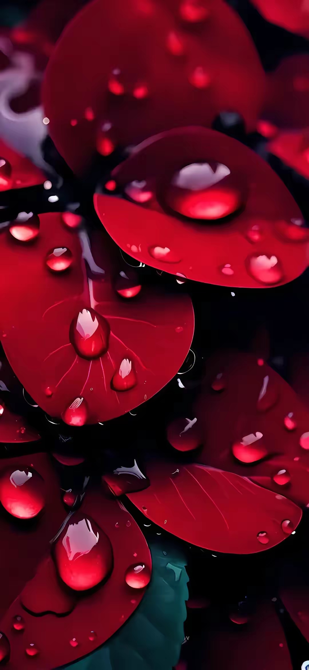 手机壁纸分享065 雨露润红叶,清新自然美.