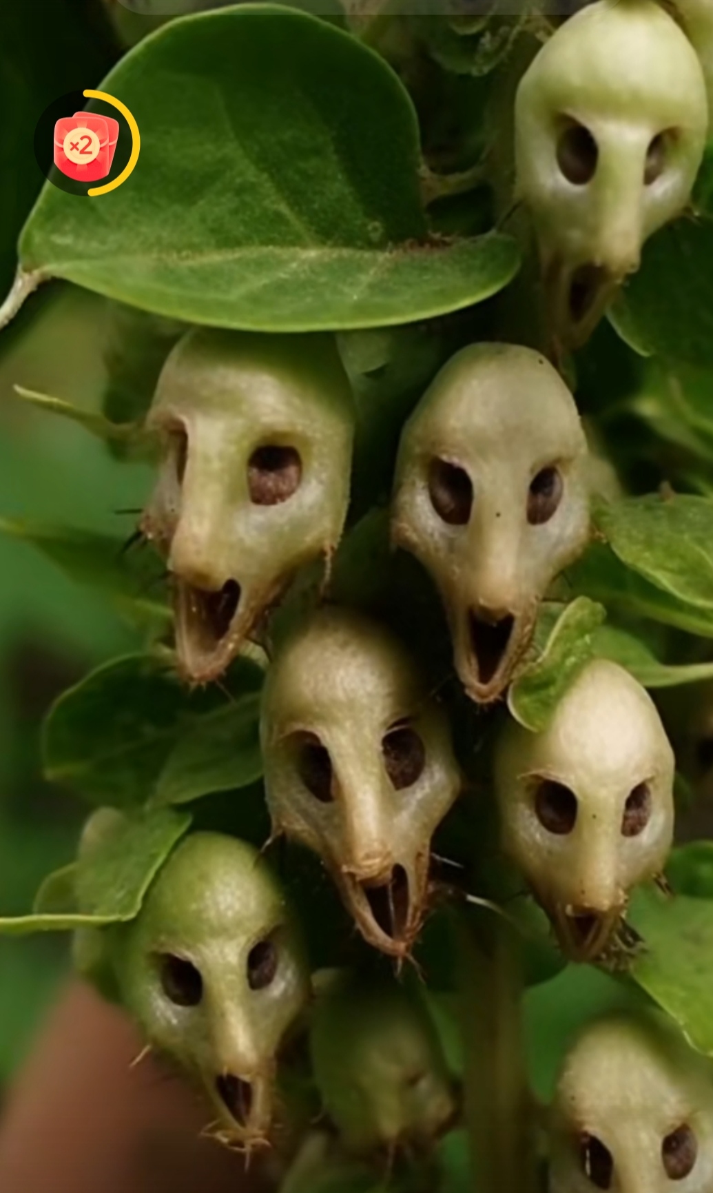 它活着就是为了吓人吗?[惊恐]