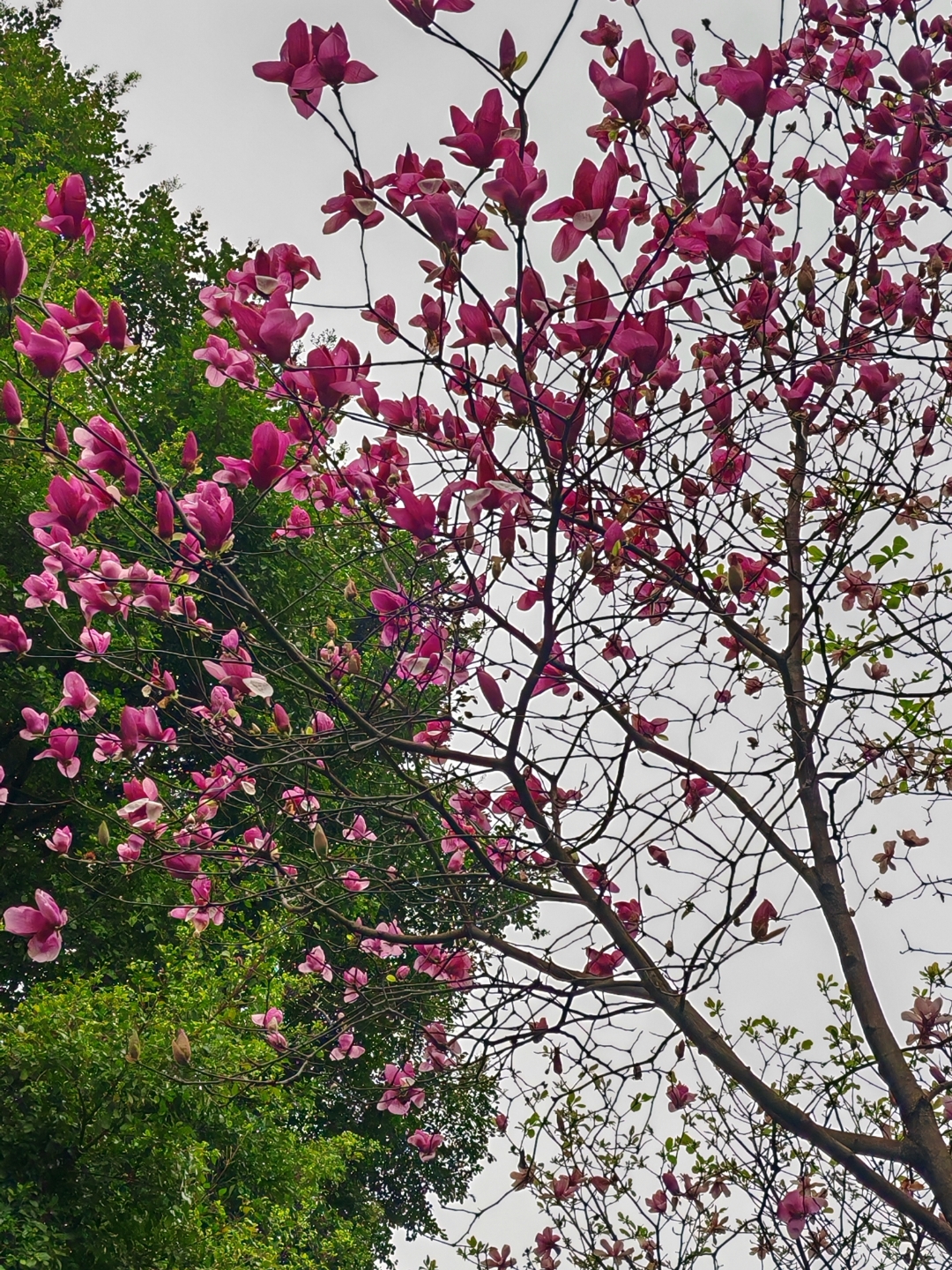 随手拍春天#  木兰花开,宛如仙境降凡间  瞧这木兰树,粉嫩的花瓣眉