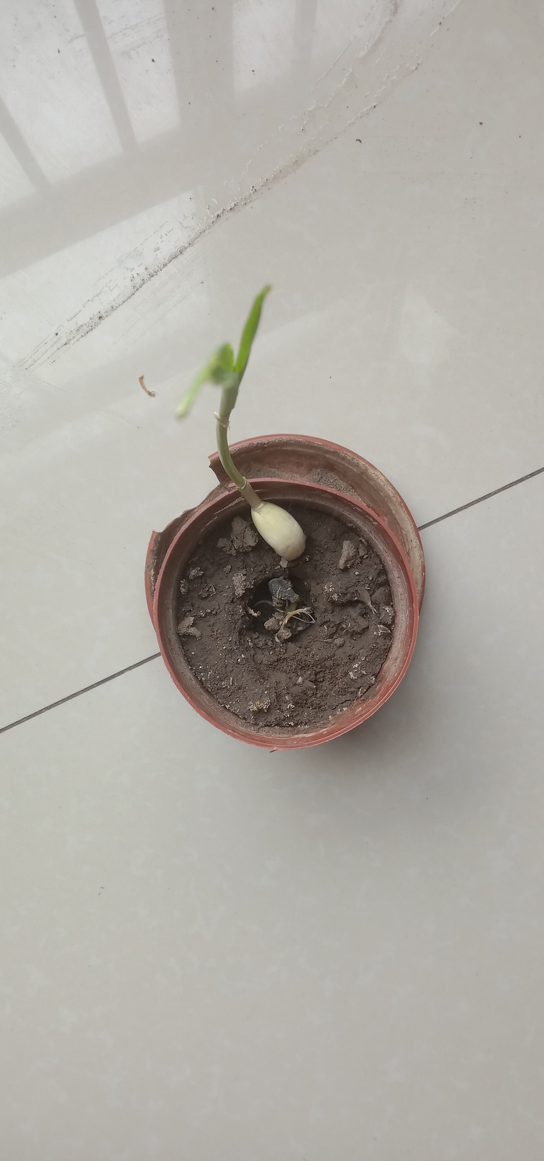 壤幼苗图片风吹雨打的小花苗图片曼陀罗花底部发芽图片卷丹幼苗图片