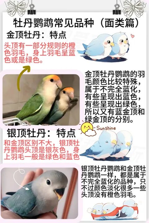 牡丹鹦鹉面类品种:金顶蓝绿各异,银顶淡色无橙,同样不完全蓝化.