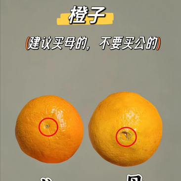 买橙子挑母的,公的太酸气! 买橙子的时候,大家都知道挑母的比较好.