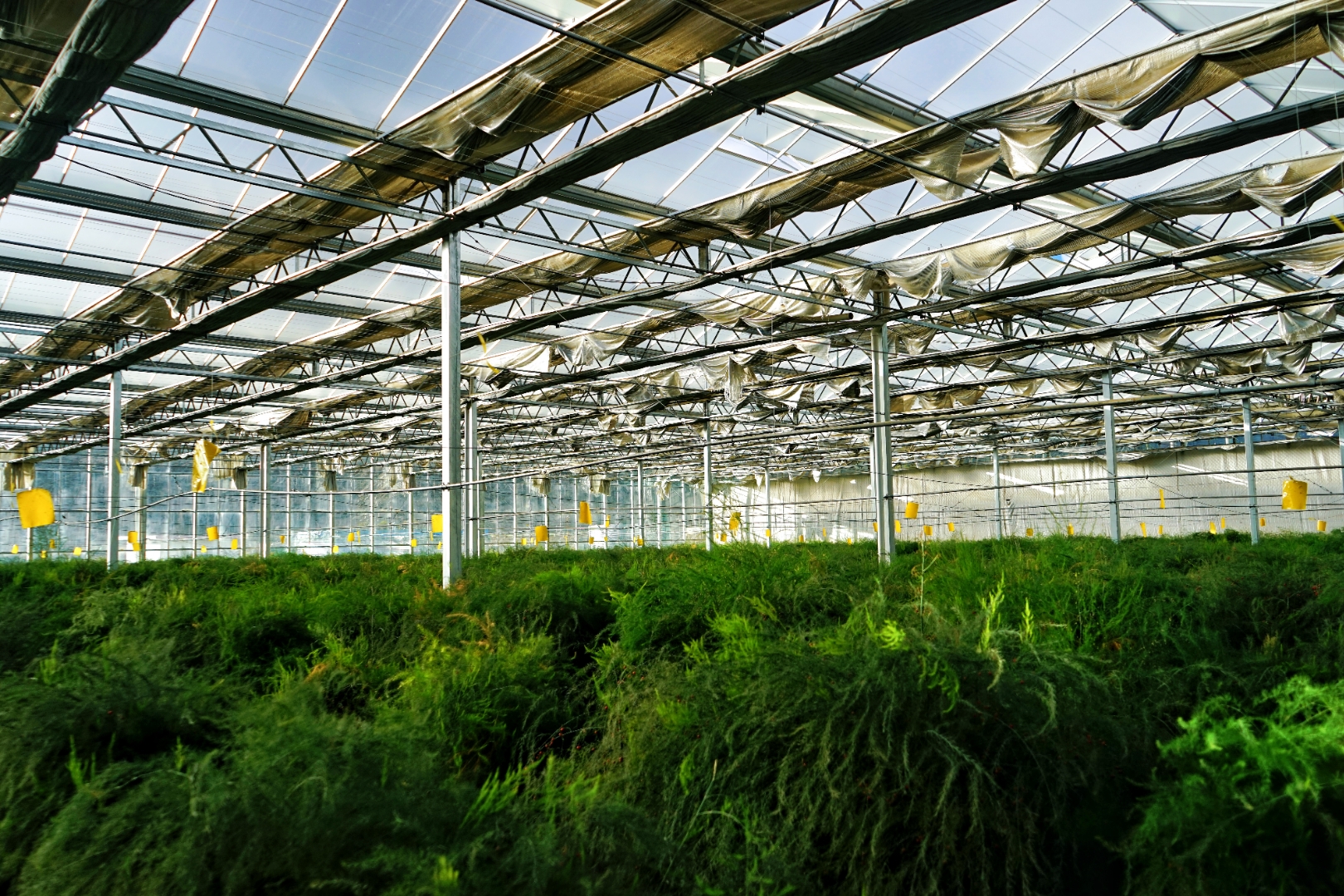 很难想象,眼前一个个蔬果飘香,充满现代科技气息的温室大棚,曾经是